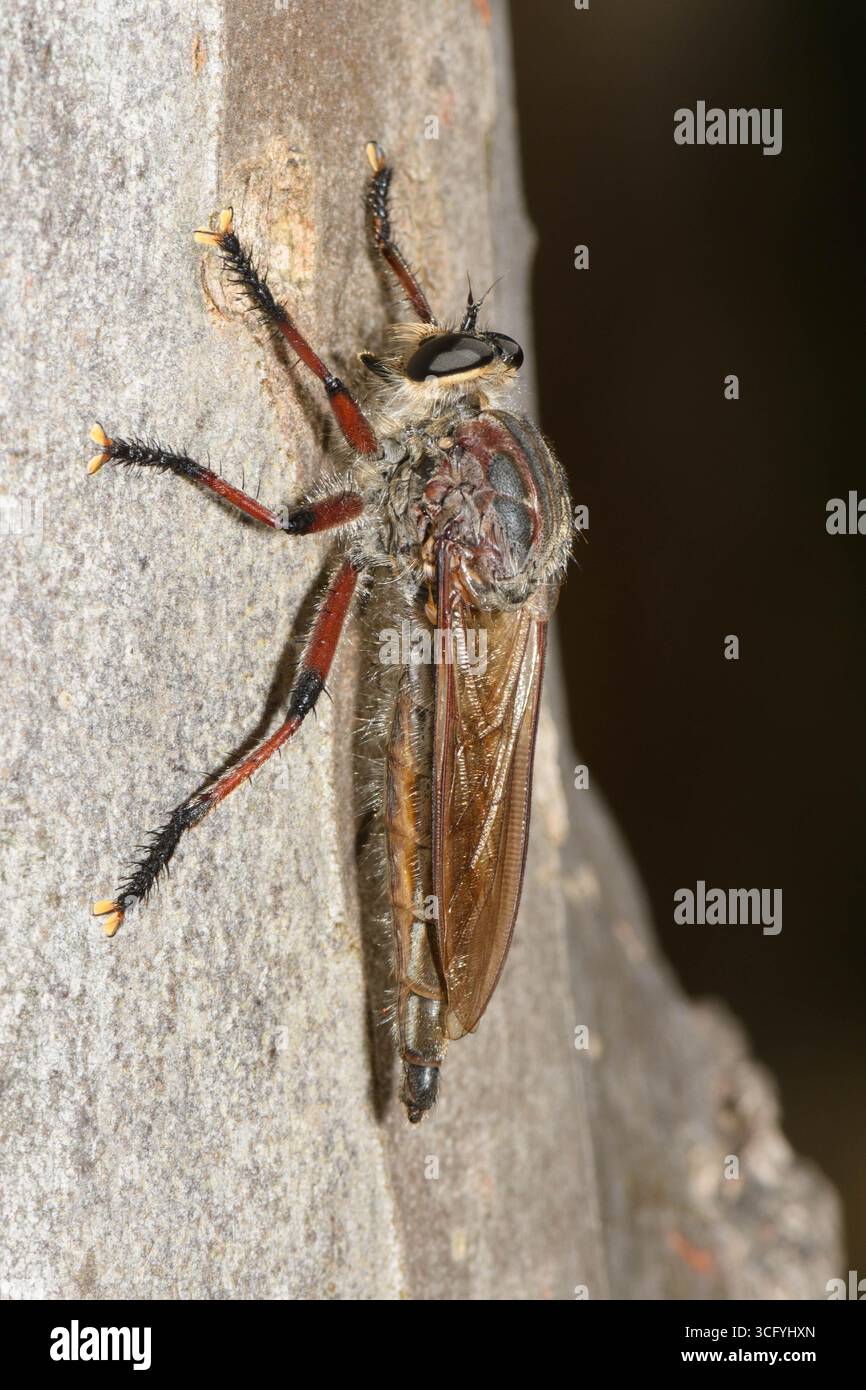 Un Hercules Robber Fly che riposa sul tronco dell'albero. Foto Stock
