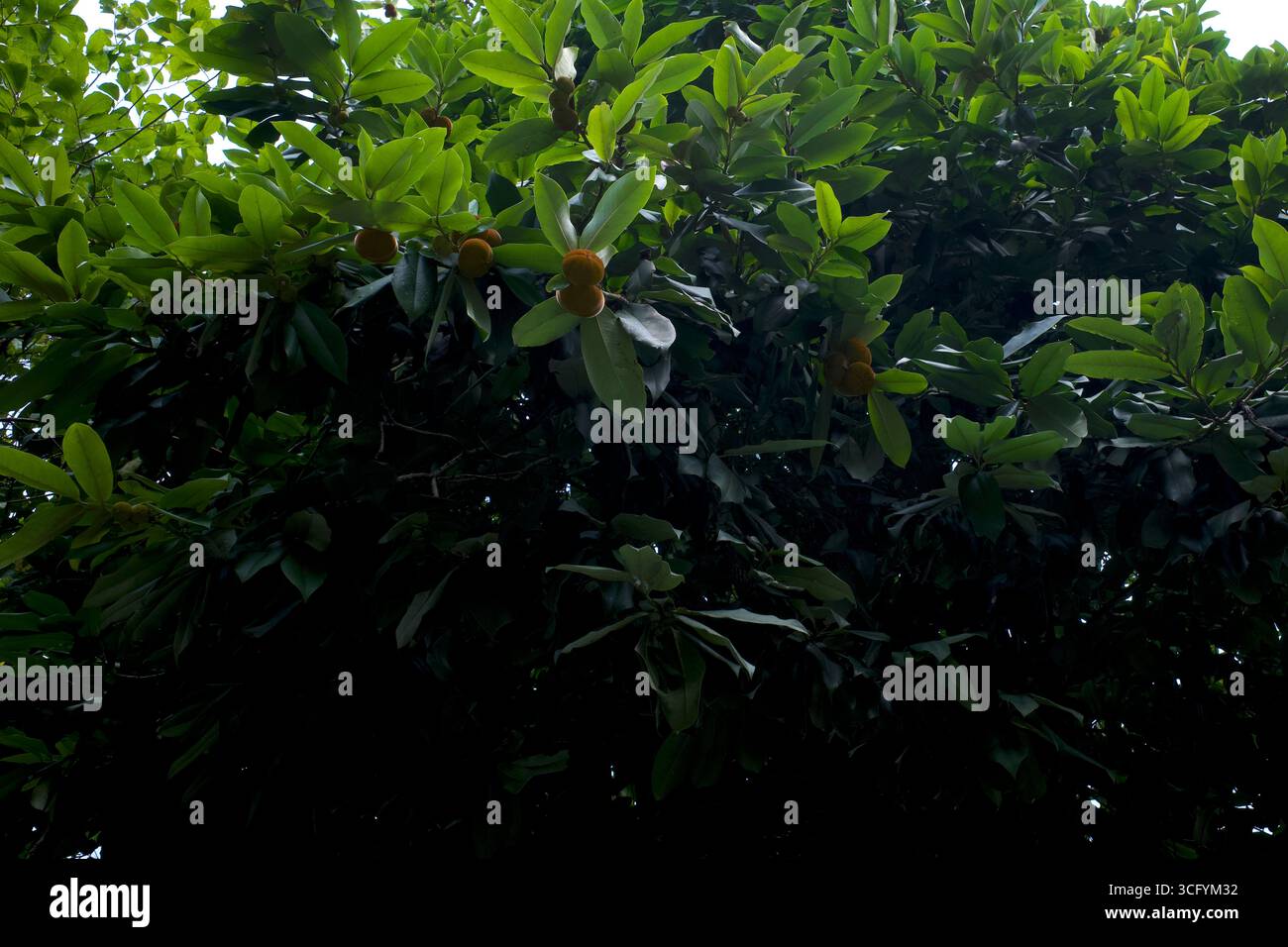 Bisbul, Diospyros Diospyros Dicolor, comunemente noto come mela di velluto, pianta di velluto di cachi. Foto Stock