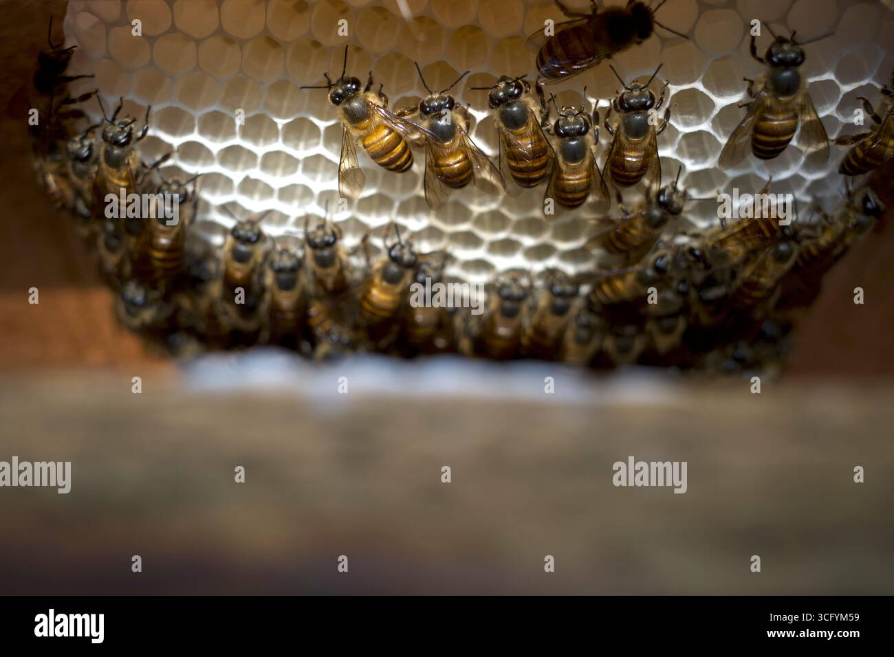 Primo piano di api mellifere (Apis mellifera) su un nido d'ape, alveari, dalla foresta pluviale naturale dell'isola di Giava, Indonesia. Sfondo naturale. Foto Stock