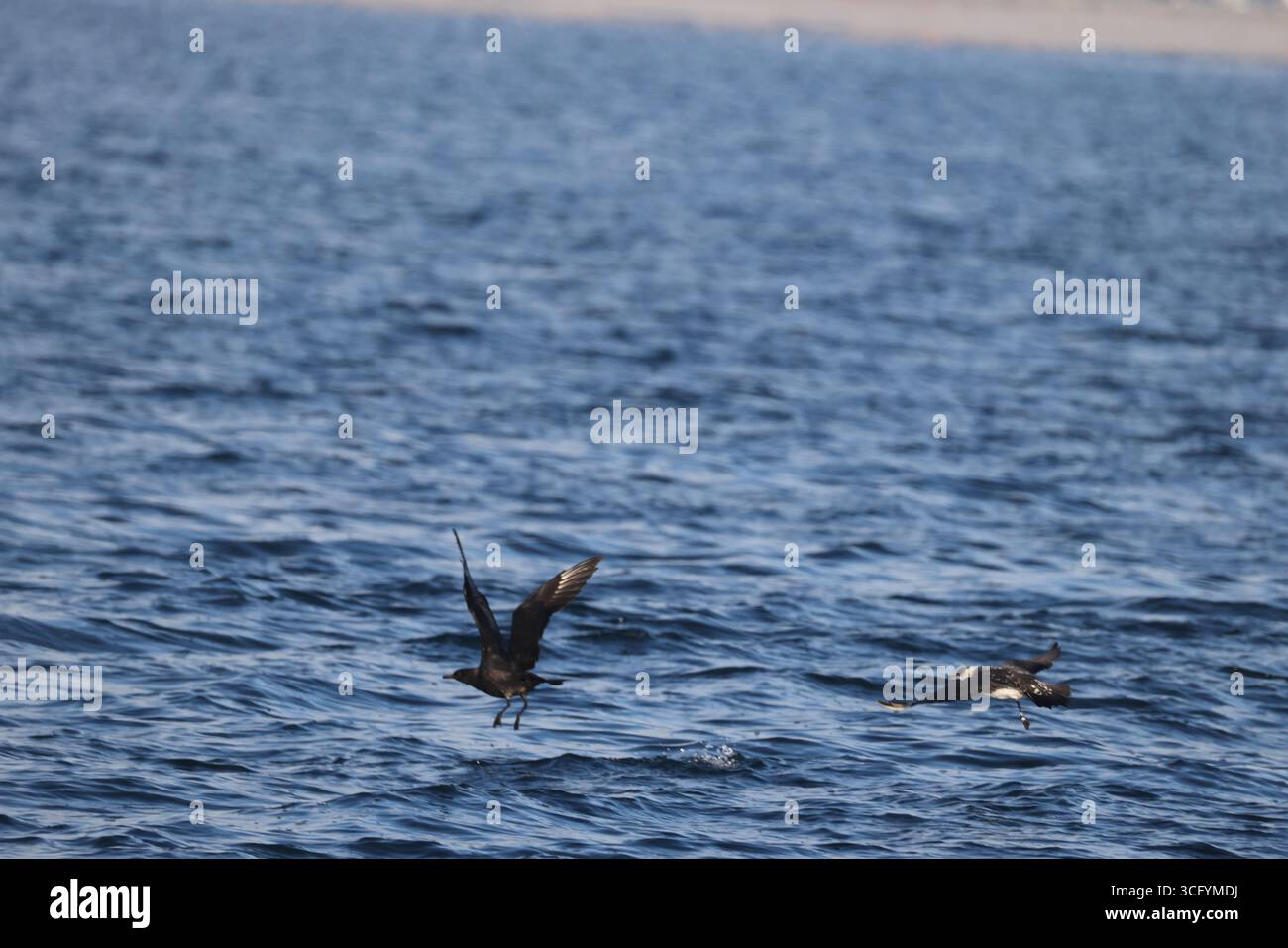 Pomarine jaeger (Stercorarius pomarinus), pomarine skua, o pomatorhine skua, è un uccello marino della famiglia skua Stercorariidae. Foto Stock