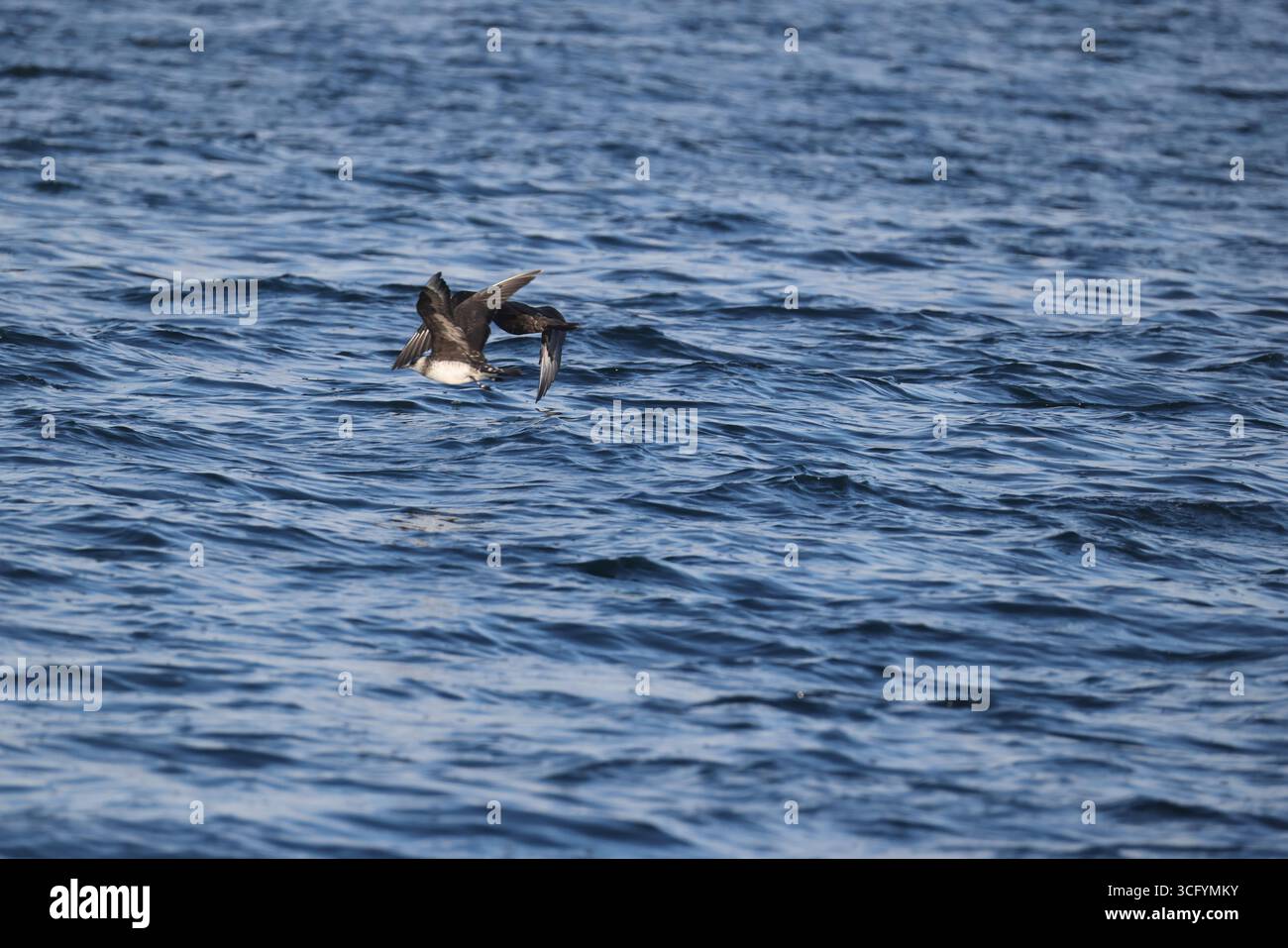 Pomarine jaeger (Stercorarius pomarinus), pomarine skua, o pomatorhine skua, è un uccello marino della famiglia skua Stercorariidae. Foto Stock