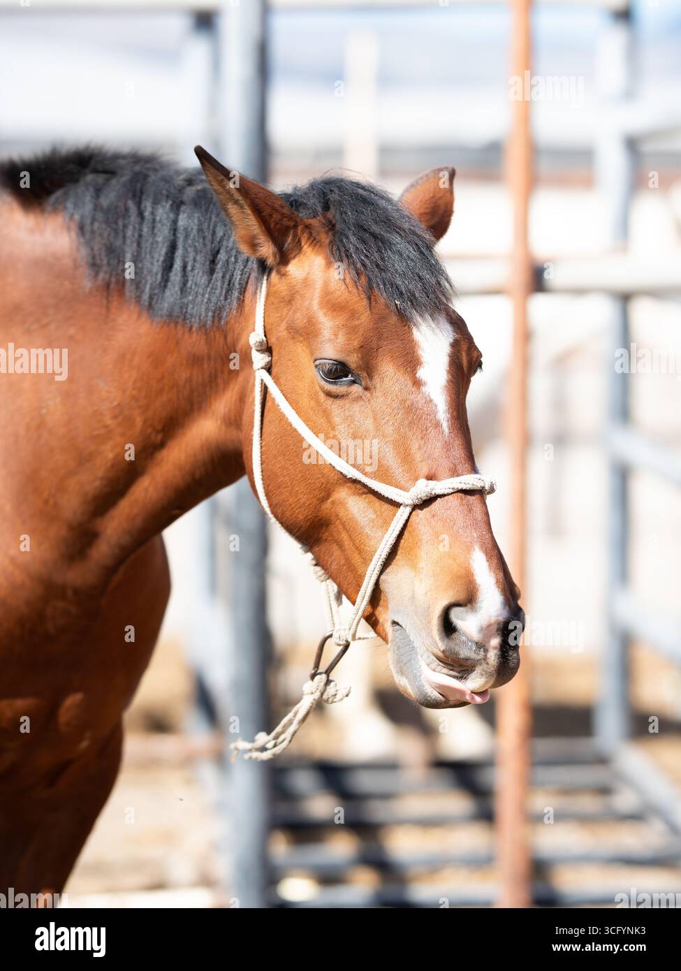 100. Un cavallo marrone forte con un bagliore bianco sorge in un corral, circondato da una recinzione rustica e luce naturale, che ne mostra la bellezza e la forza Foto Stock