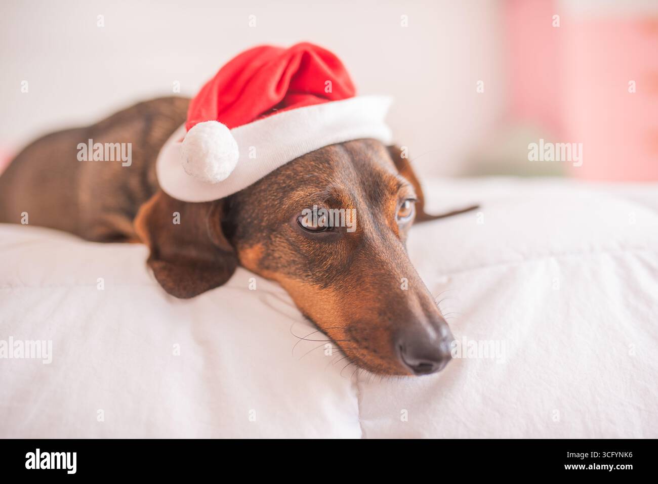 100. Accompagnatore canino in un cappello di Babbo Natale, adagiato su soffici letti bianchi, che irradiano uno spirito festivo allegro, perfetto per i temi stagionali e per gli amanti degli animali Foto Stock