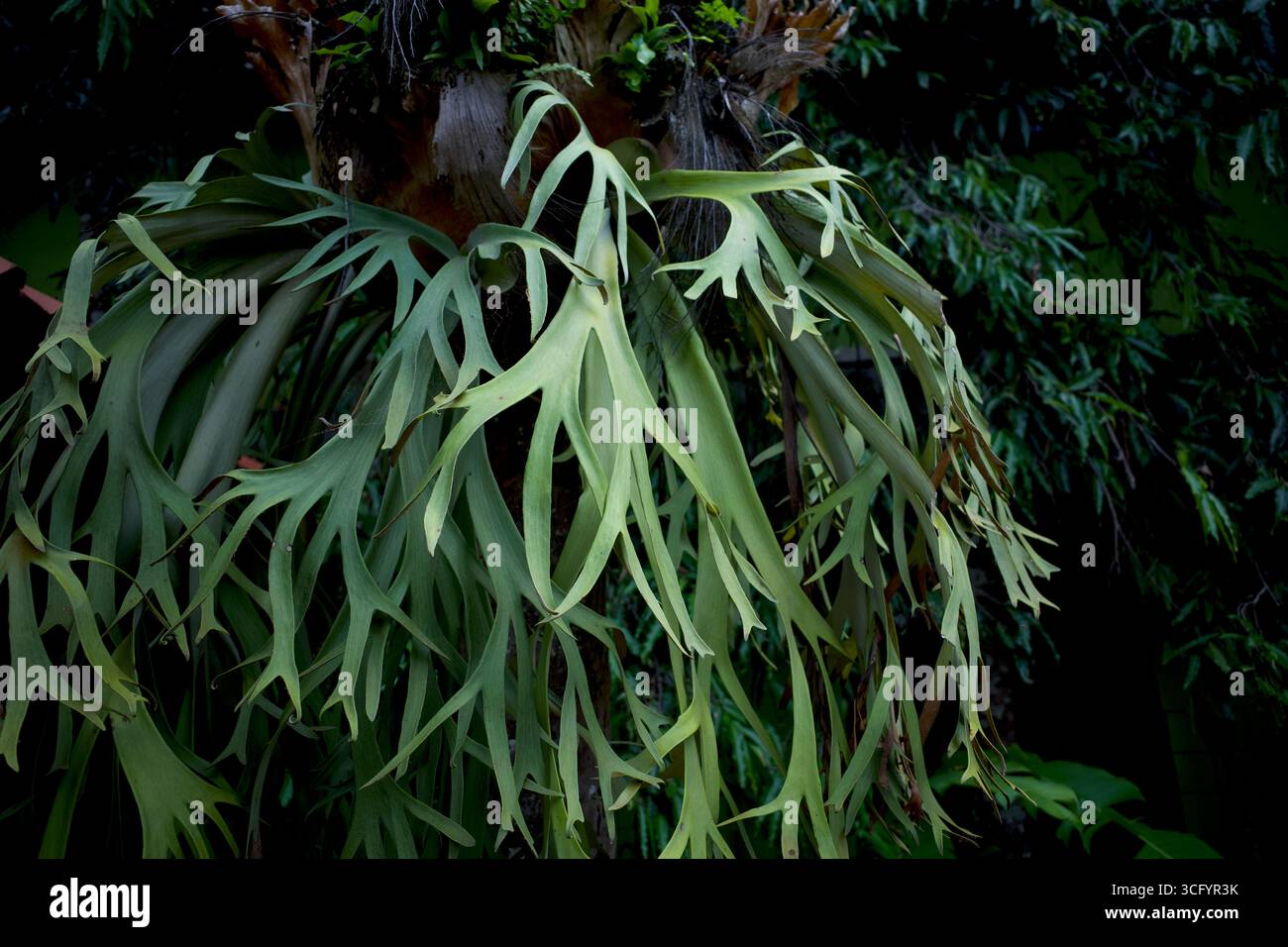 Tanduk Rusa, felci di cervo, coronarium Platycerium o Fern Staghorn nel giardino. Foto Stock