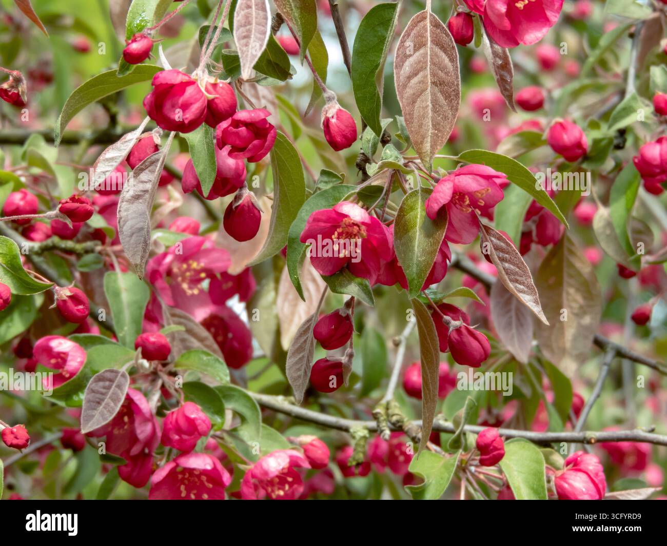 Fiori di granchio rosa in fiore nel giardino primaverile. I fiori ornamentali dell'albero mostrano la bellezza del rinnovamento stagionale. Perfetto per la flora Foto Stock