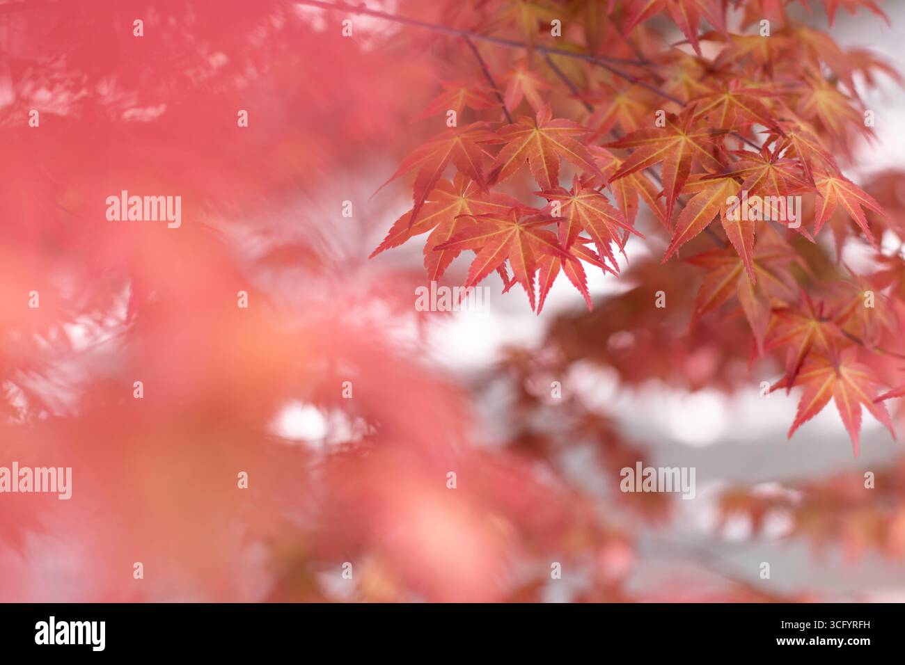 Foglie di acero giapponese rosso brillante o Acer palmatum in autunno con un morbido sfondo sfocato. Sfondo naturale con fogliame stagionale. Foto Stock