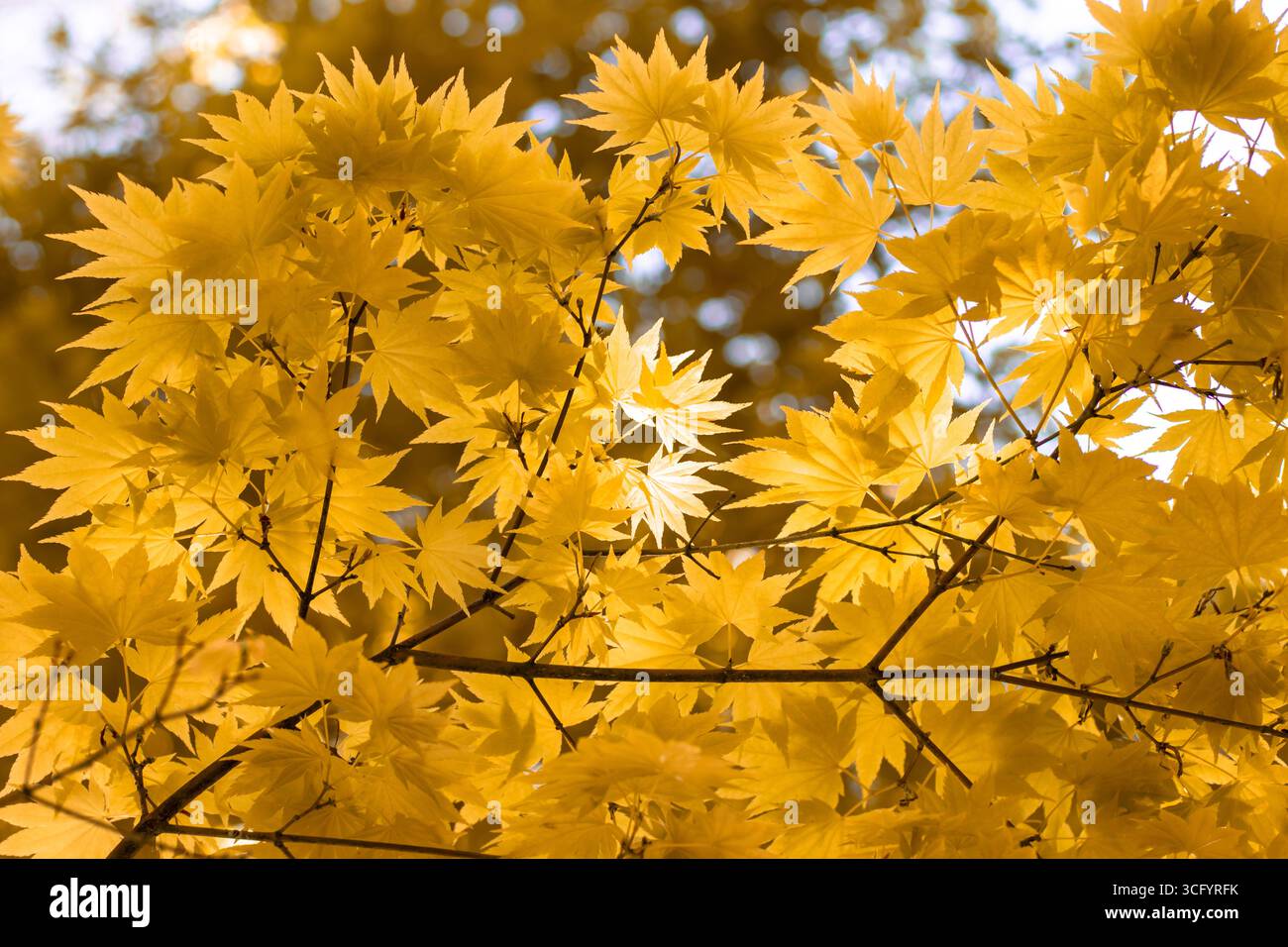 Foglie di acero giapponese giallo brillante o acer shirasawanum in autunno. Vista ravvicinata del fogliame palmato con la luce del sole che splende. Natura stagionale Foto Stock