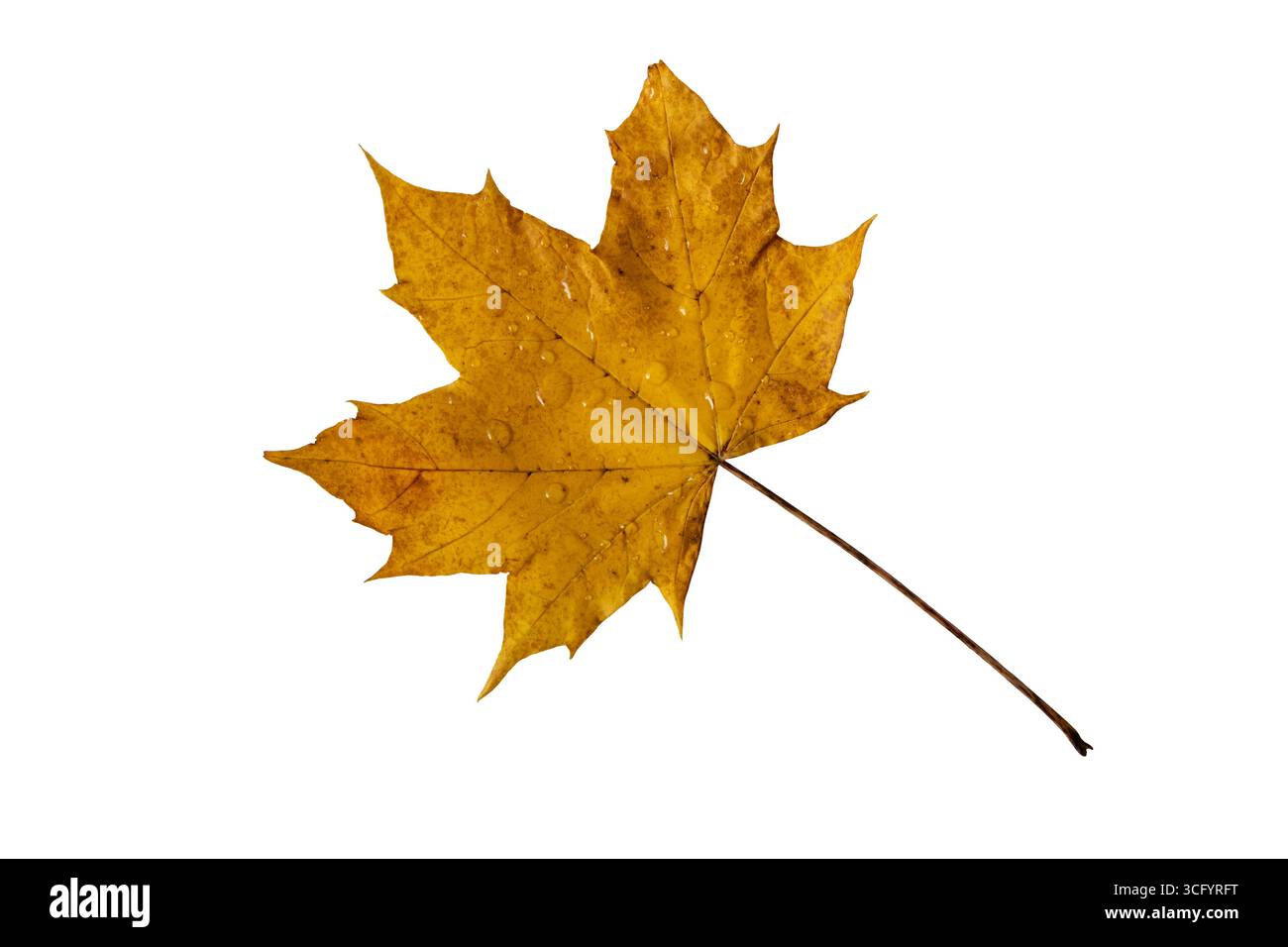 Foglia d'acero giallo autunnale ricoperta di gocce fresche isolate su sfondo bianco. Simbolo della caduta, dell'umidità, della freschezza e del cambiamento stagionale. Foto Stock