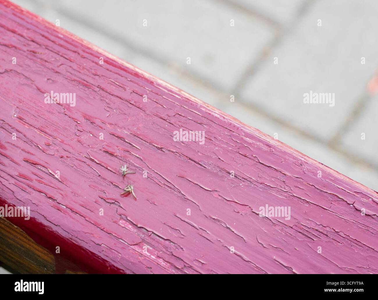 Due zanzare morte sulla panchina di legno Foto Stock