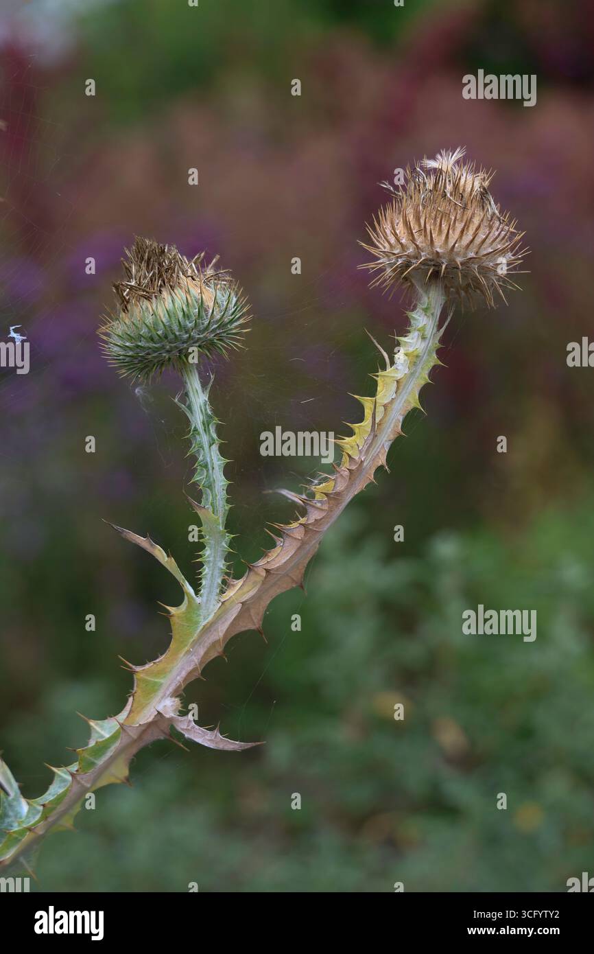 Primo piano di teste di cardo selvatico andate al seme Foto Stock