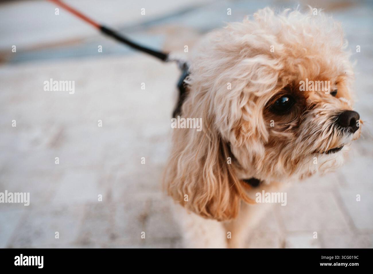 Un energico barboncino al guinzaglio si gode una passeggiata all'aperto, sfoggiando il suo morbido cappotto e la sua espressività. Il cane sembra impegnato e curioso, pronto per un Foto Stock Un energico barboncino al guinzaglio si gode una passeggiata all'aperto, sfoggiando il suo morbido cappotto e la sua espressività. Il cane sembra impegnato e curioso, pronto per un Foto Stock