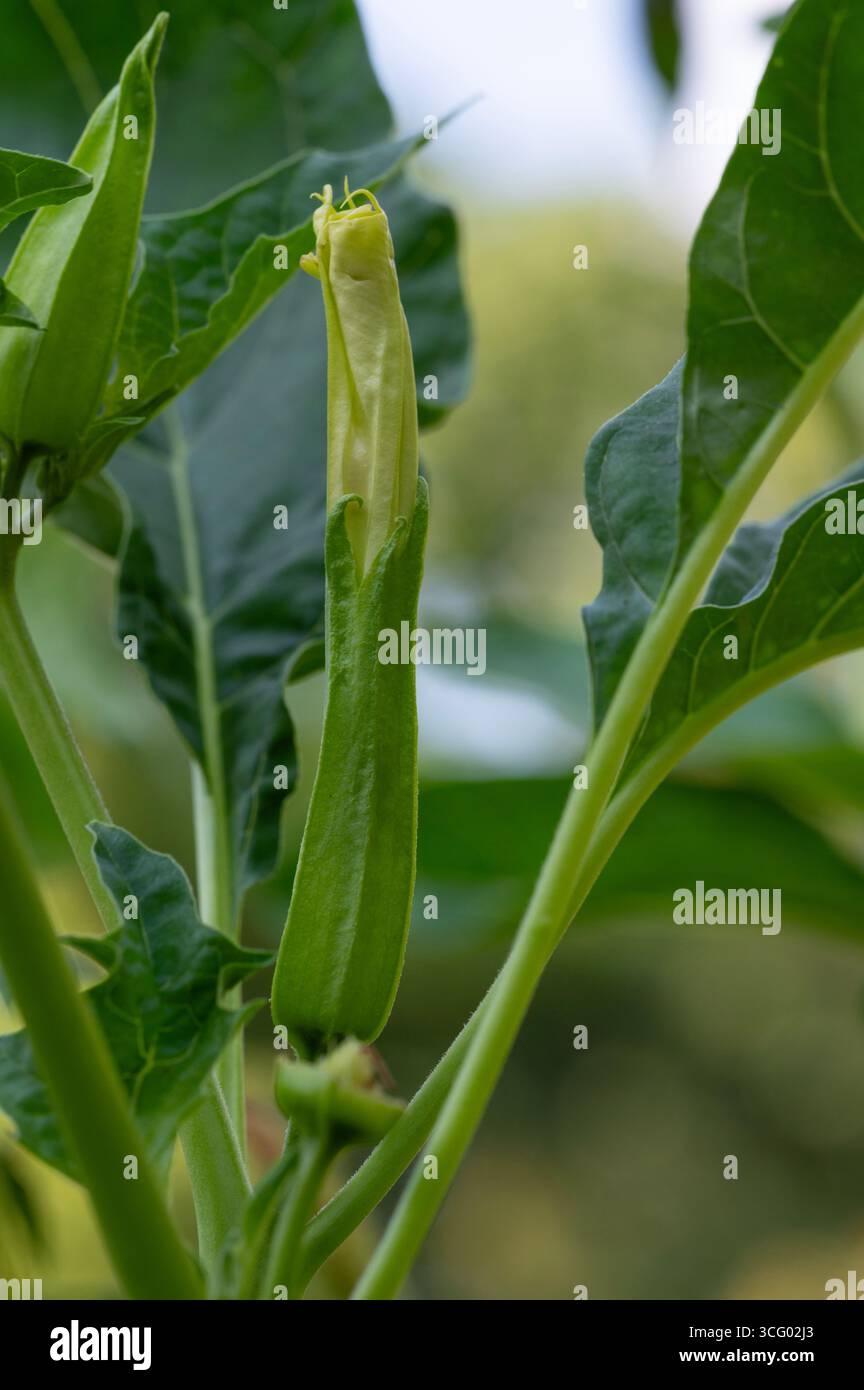 Datura stramonium, (thornapple, jimsonweed o tromba del diavolo) una pianta velenosa della tribù Daturae della famiglia nightshade Solanaceae Foto Stock