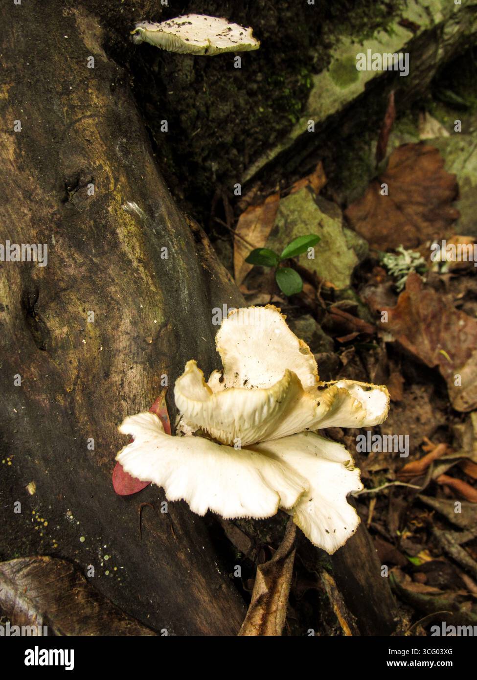 Uno strano fungo selvatico bianco che cresce tra i rami caduti e i rifiuti di foglie nella foresta di Tsitsicamma in Sudafrica. Foto Stock
