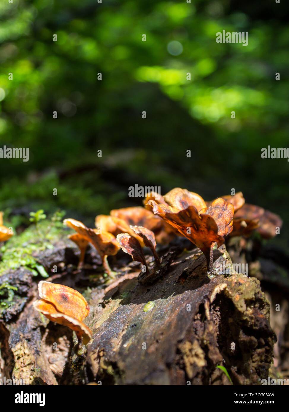 Funghi a forma di tromba marrone arancio, che crescono su caduti, decompongono tronco d'albero Foto Stock
