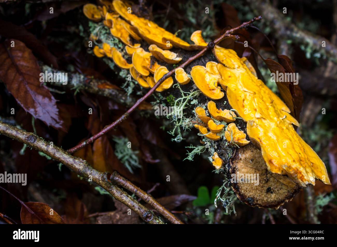 Un fungo di crosta arancione brillante, molto probabilmente Stereum Complicatum, che cresce su vecchi tronchi di legno abbandonati Foto Stock