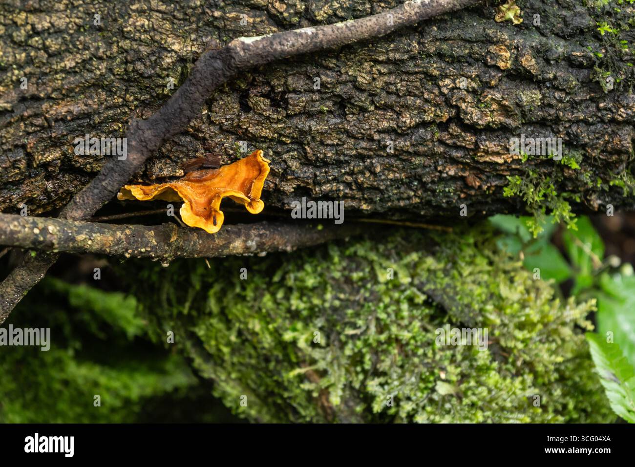 Un piccolo fungo arancione brillante che cresce sui rami caduti sul fondo della foresta Foto Stock