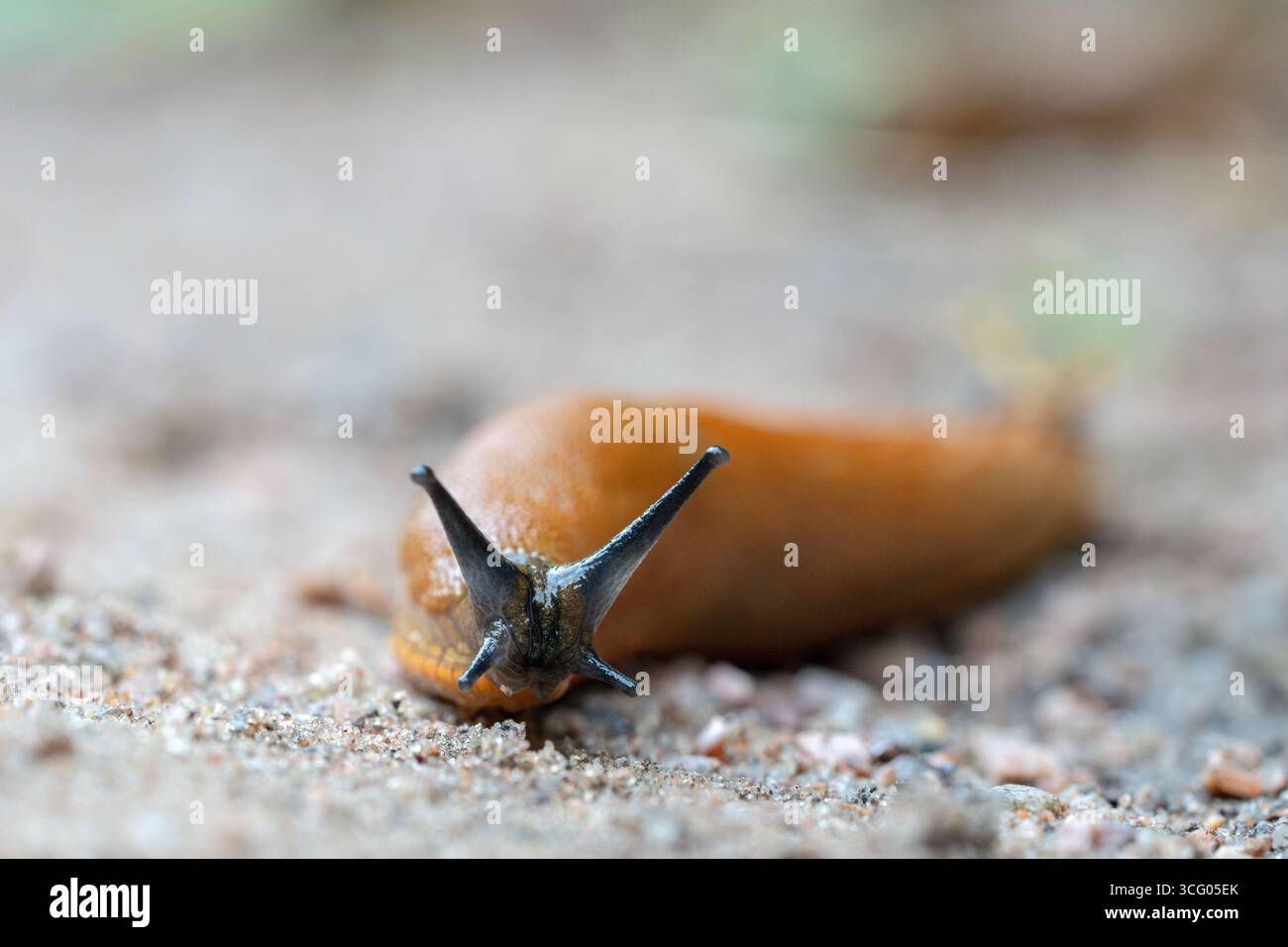 Lumache spagnole che strisciano sul terreno forestale tra la materia vegetale in decomposizione e i funghi. Decompositore naturale Foto Stock