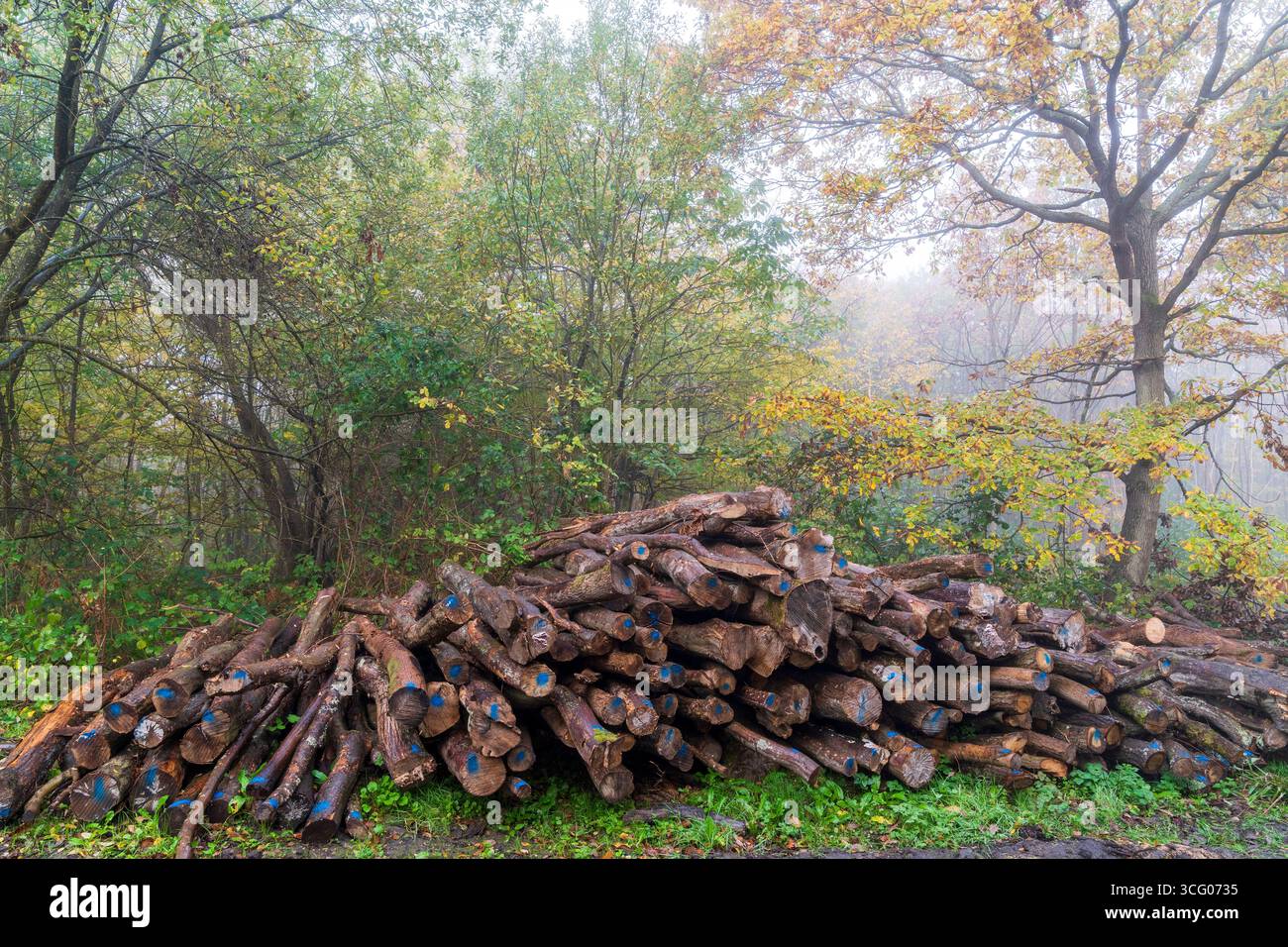 Tronchi impilati nel bosco del Blean orientale in una mattina umida e nebbiosa in autunno. Il bosco antico è un ricco habitat per alberi, piante e uccelli. Foto Stock