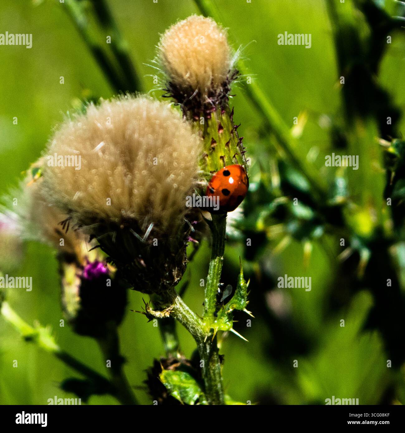 Lady bug Foto Stock