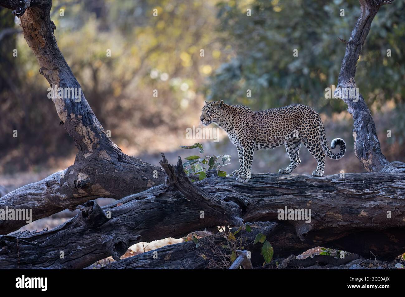 Un bellissimo leopardo si erge su un albero caduto - e guarda intorno con molta attenzione - forse se ha preda nelle sue attrazioni - South Luangwa NP, Zambia Foto Stock