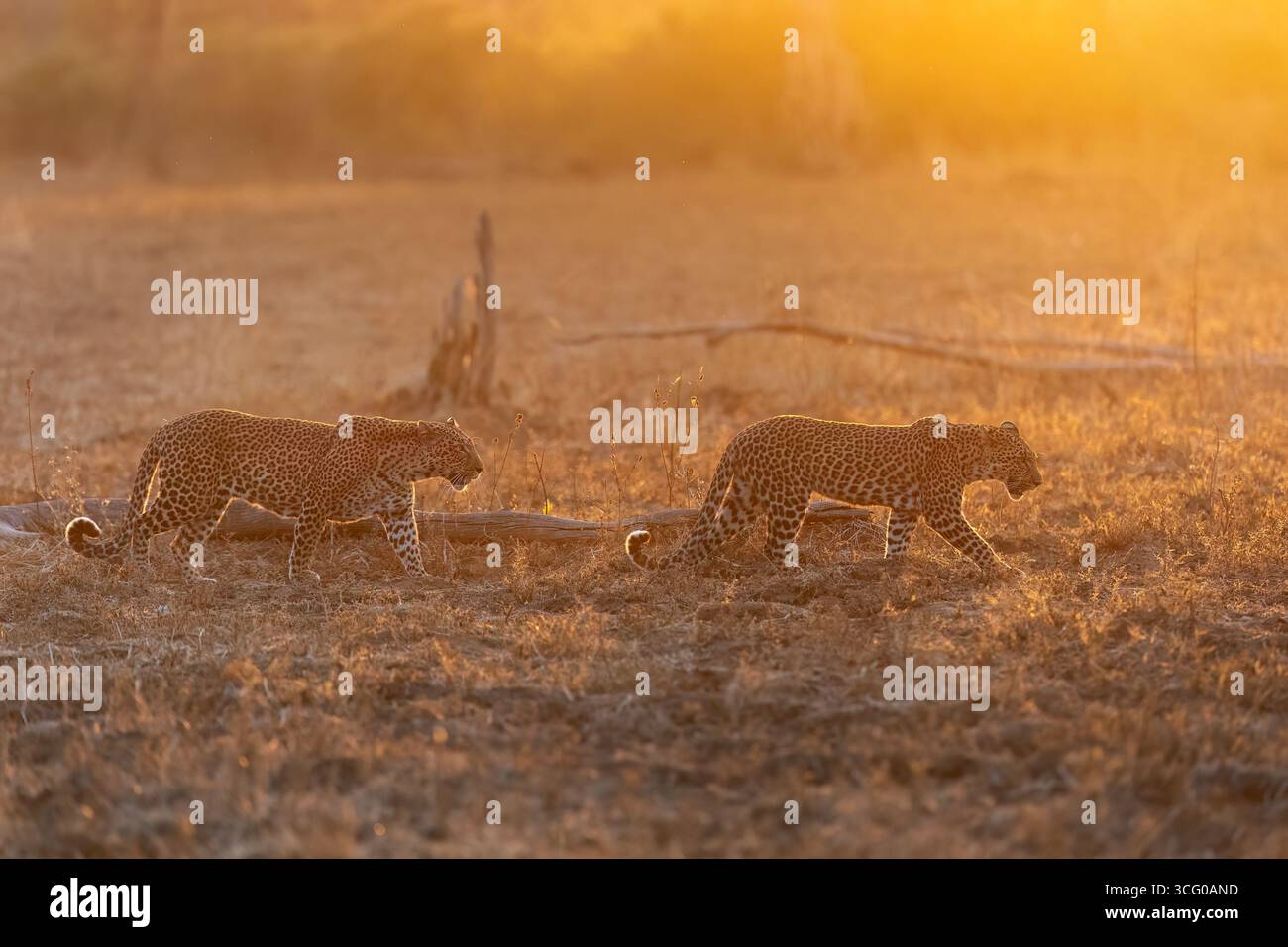 Un leopardo conduce il suo cucciolo maschile (davanti) attraverso un'area aperta nella migliore retroilluminazione morbida: South Luangwa Nationalpark, Zambia. Foto Stock