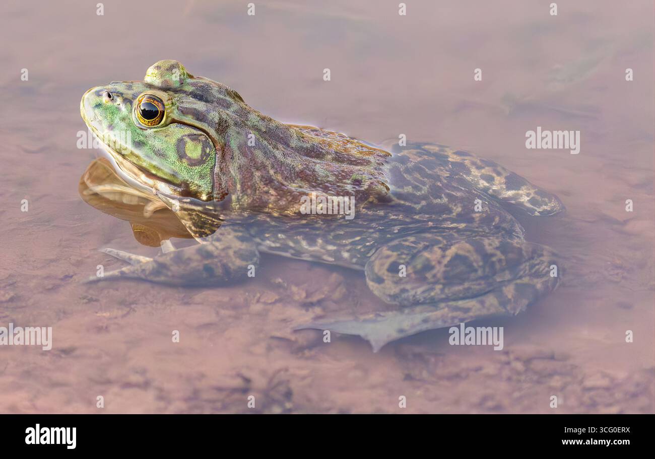 American Bullfrog donna adulta seduta sul fondo del lago Sandy Wool. Ed R. Levin County Park, Santa Clara County, California, Stati Uniti. Foto Stock