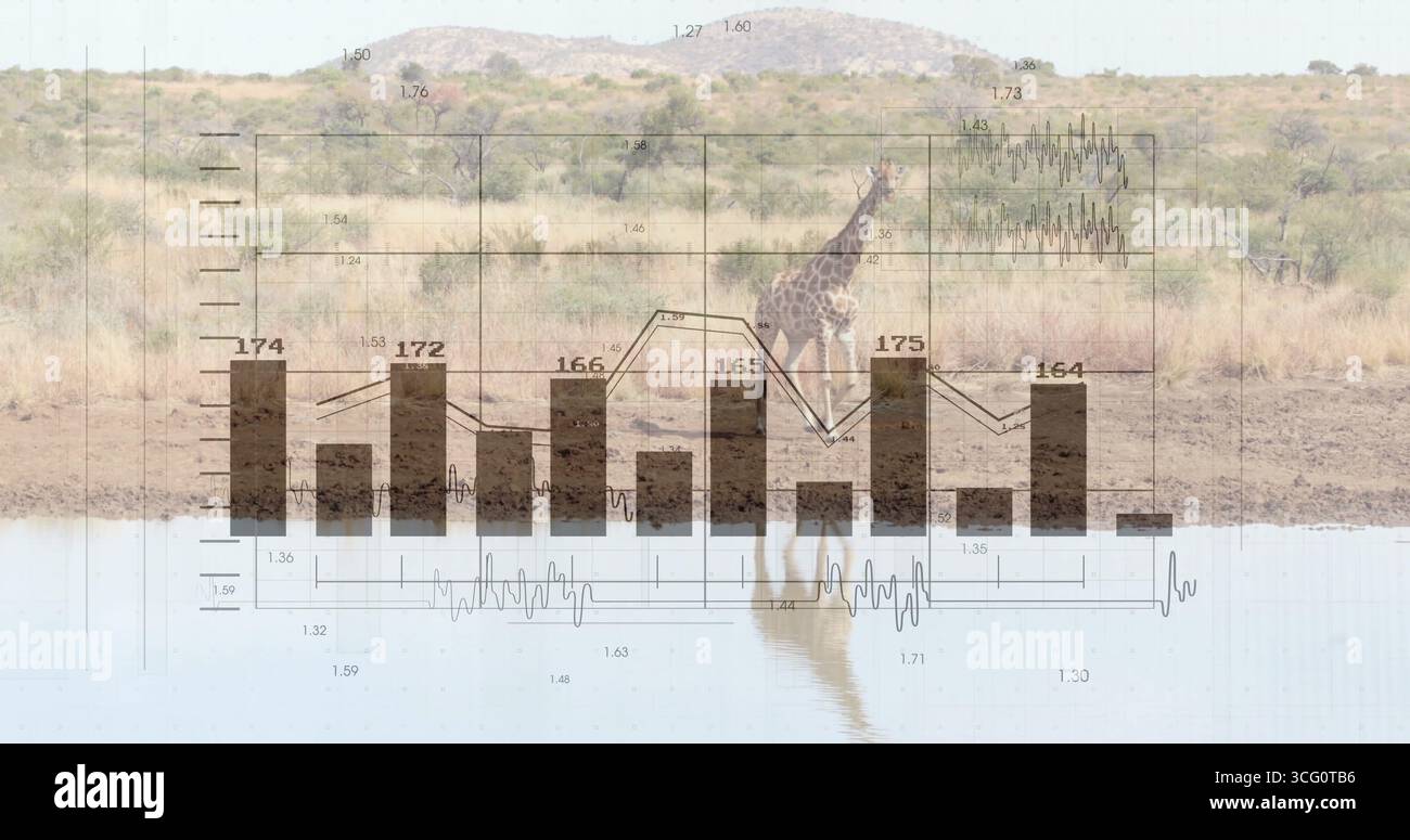 Bere giraffa solitaria che piega il collo alla pozza d'acqua nella prateria della savana, con sovrapposizione a istogramma Foto Stock