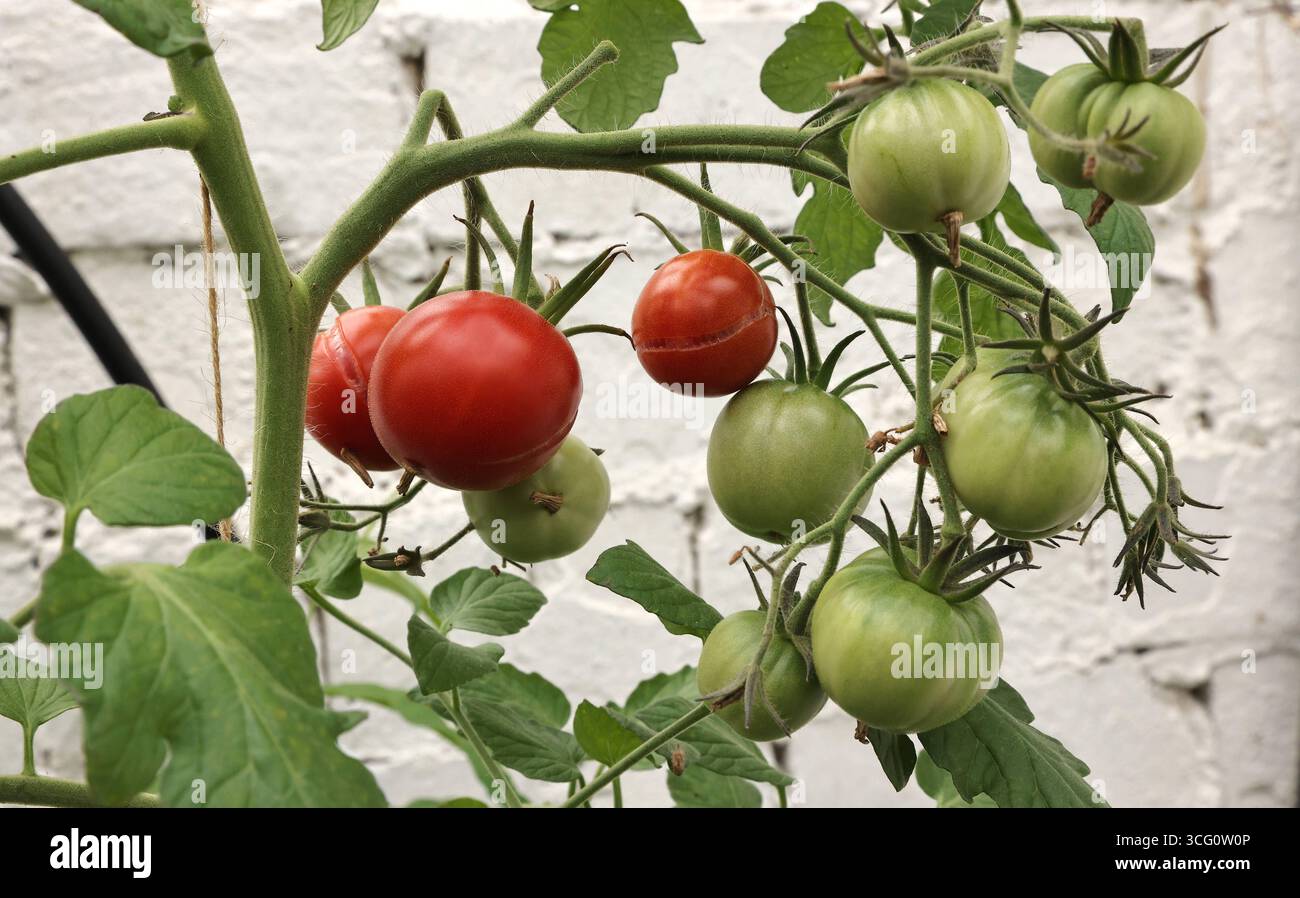 Tomate Tomate Solanum lycopersicum reife rote Tomaten und Grüne unreife Tomaten hängen an einer Tomatenpflanze / Gemüse Nahrung Ernährung / 25.08.2025 / copyright: Contrast / O.Behrendt / Contrast photoagentur / *** Pomodoro Solanum lycopersicum pomodori rossi maturi e pomodori verdi unmaturi appesi a una pianta di pomodori vegetali nutrizione alimentare 25 08 2025 contrasto copyright Behentur Foto Stock