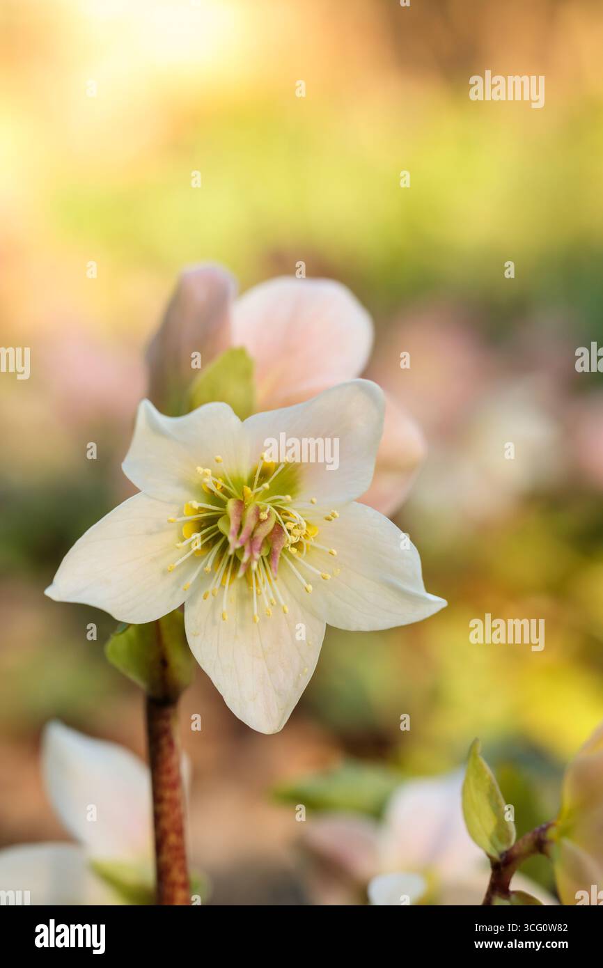 Dettaglio macro di un fiore a forma di ellisse bianco (Helleborus niger) in piena fioritura con delicati petali, stami gialli e sfondo pastello sfocato Foto Stock