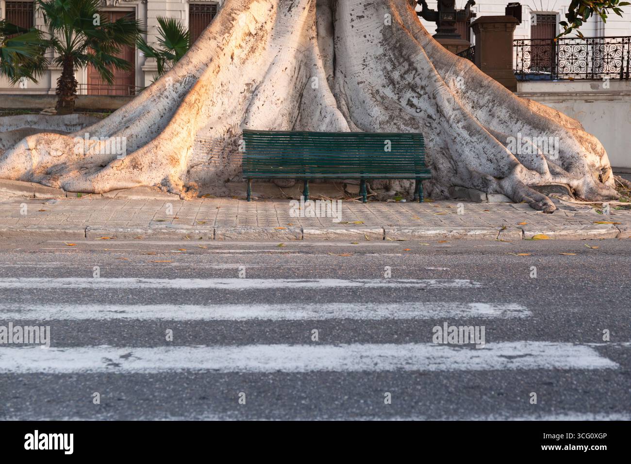Panchina di legno verde per rilassarsi. Rimani immobile e vecchio albero accanto alla strada, con una passeggiata che attraversa la città Foto Stock
