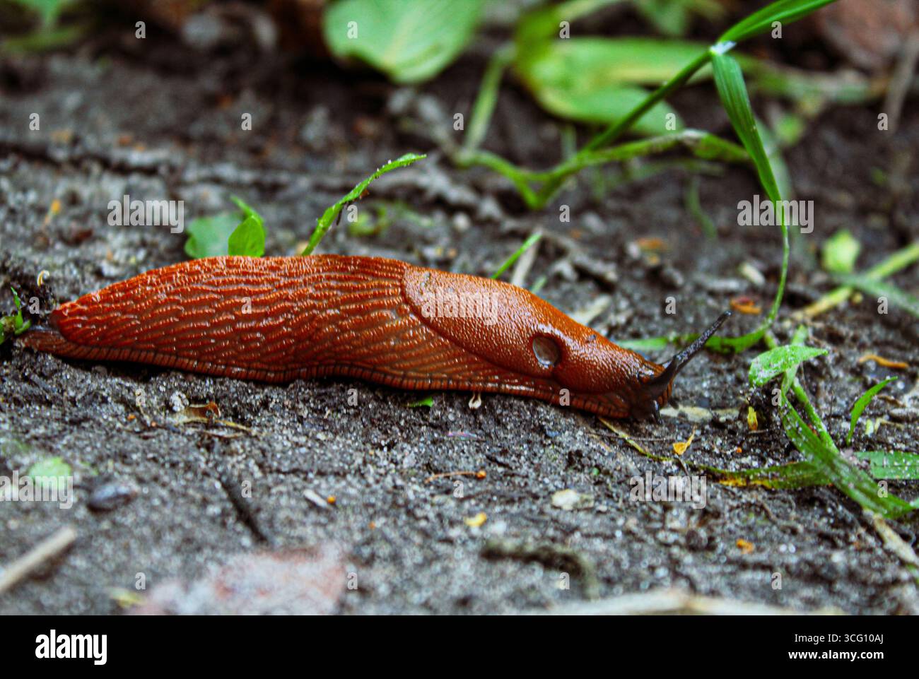 Red Slug, Arion rufus, lungo la strada. È anche conosciuto come il grande lumaca rossa e il cioccolato arion. Ucraina, Europa Foto Stock