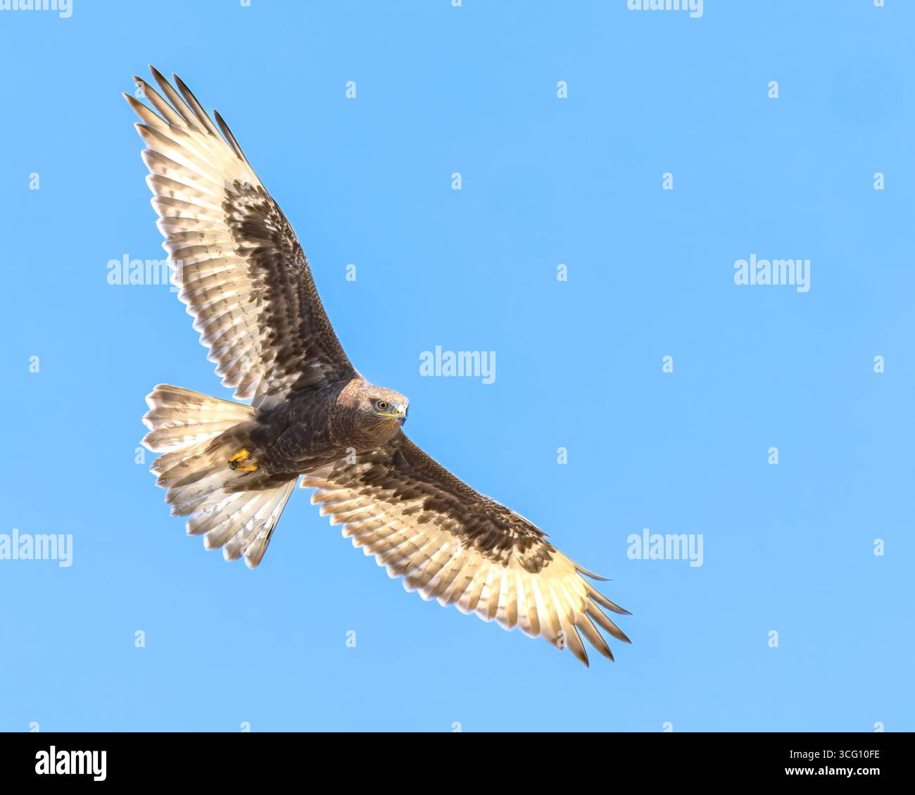 Un adulto morfo oscuro, Ferruginous Hawk, si libra contro un cielo blu. Foto Stock