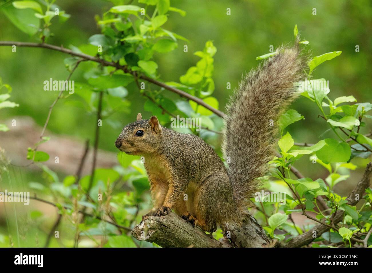 Eastern Fox Squirrel Foto Stock