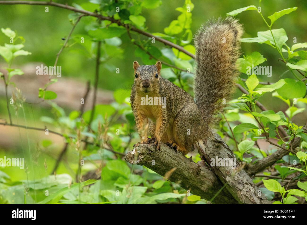 Eastern Fox Squirrel Foto Stock