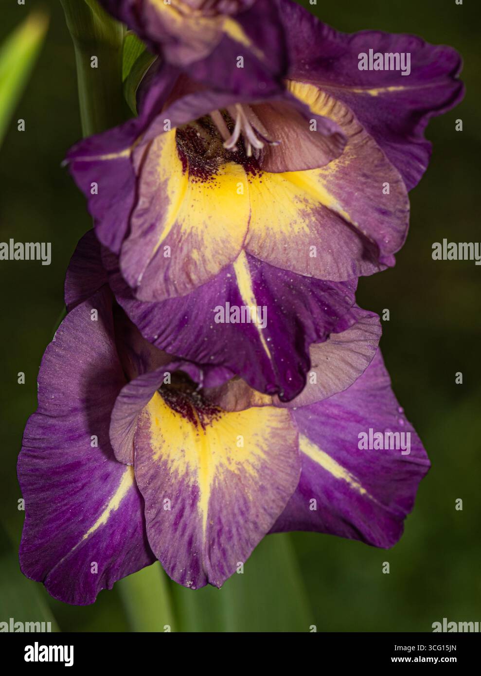Immagine macro di gladiolus viola vibrante che fiorisce con gola gialla brillante, evidenziando la texture dei petali e il contrasto di colore. Perfetto per le stampe naturali, Foto Stock