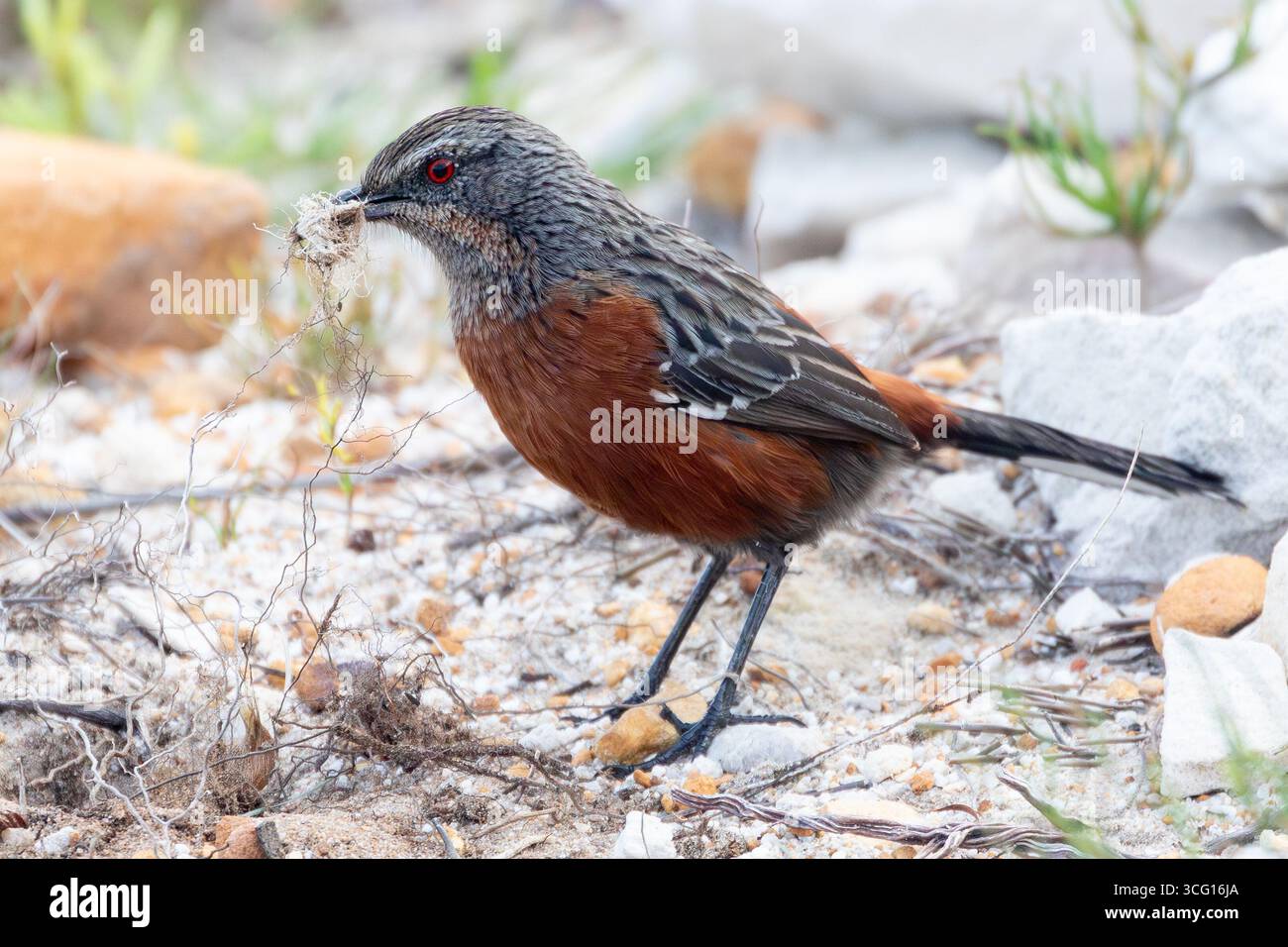 Felpa femmina del Capo Rockjumper (CHaetops frenatus) che raccoglie materiale di nidificazione in fynbos di montagna, Rooiels, Capo Occidentale, Sud Africa Foto Stock