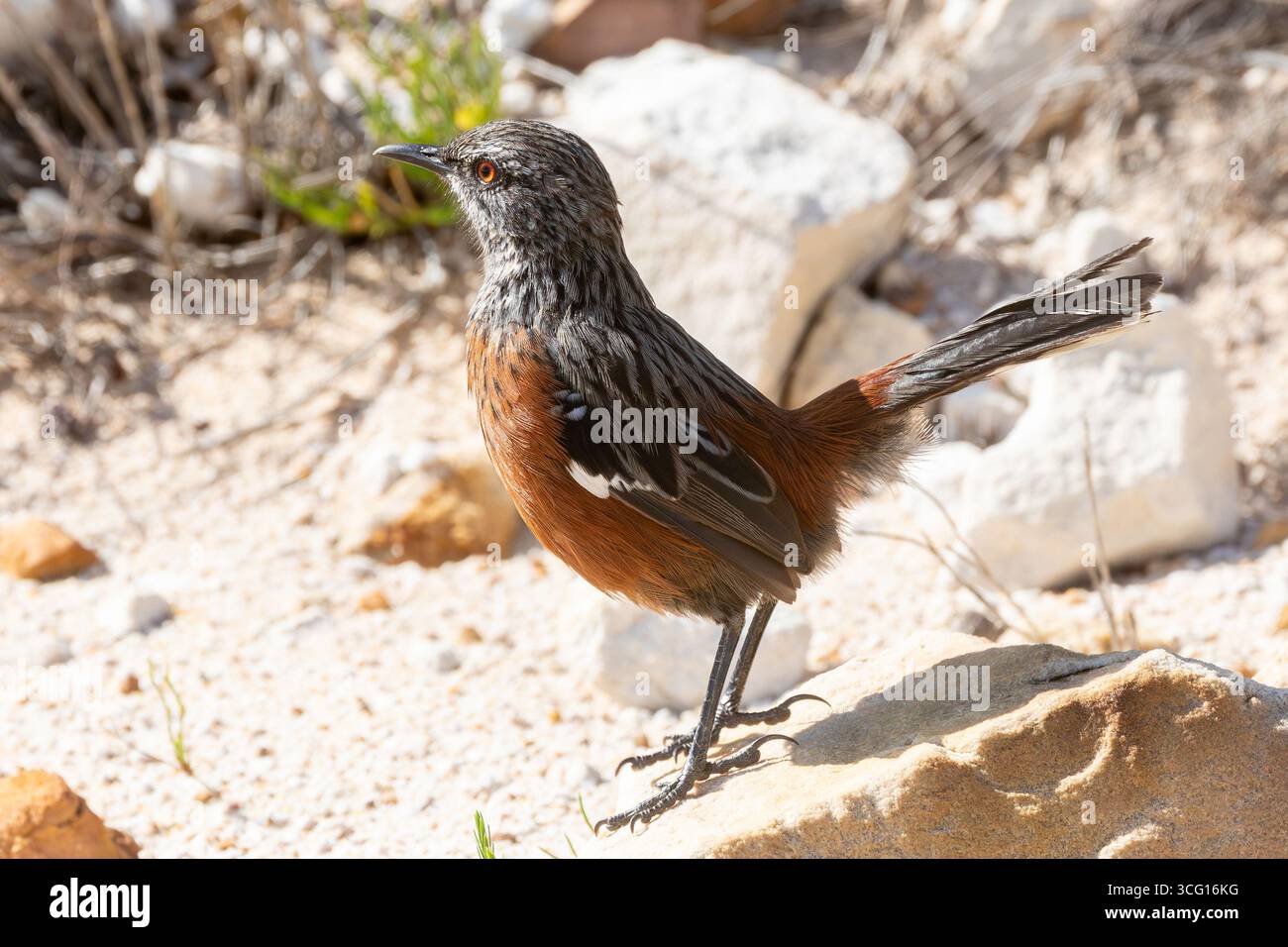 Vicino al minacciato Capo Rockjumper (Chaetops frenatus) in montagna fynbos, Rooiels, Capo Occidentale Sud Africa. Questo uccello è endemico del Sud Africa e dell'h Foto Stock