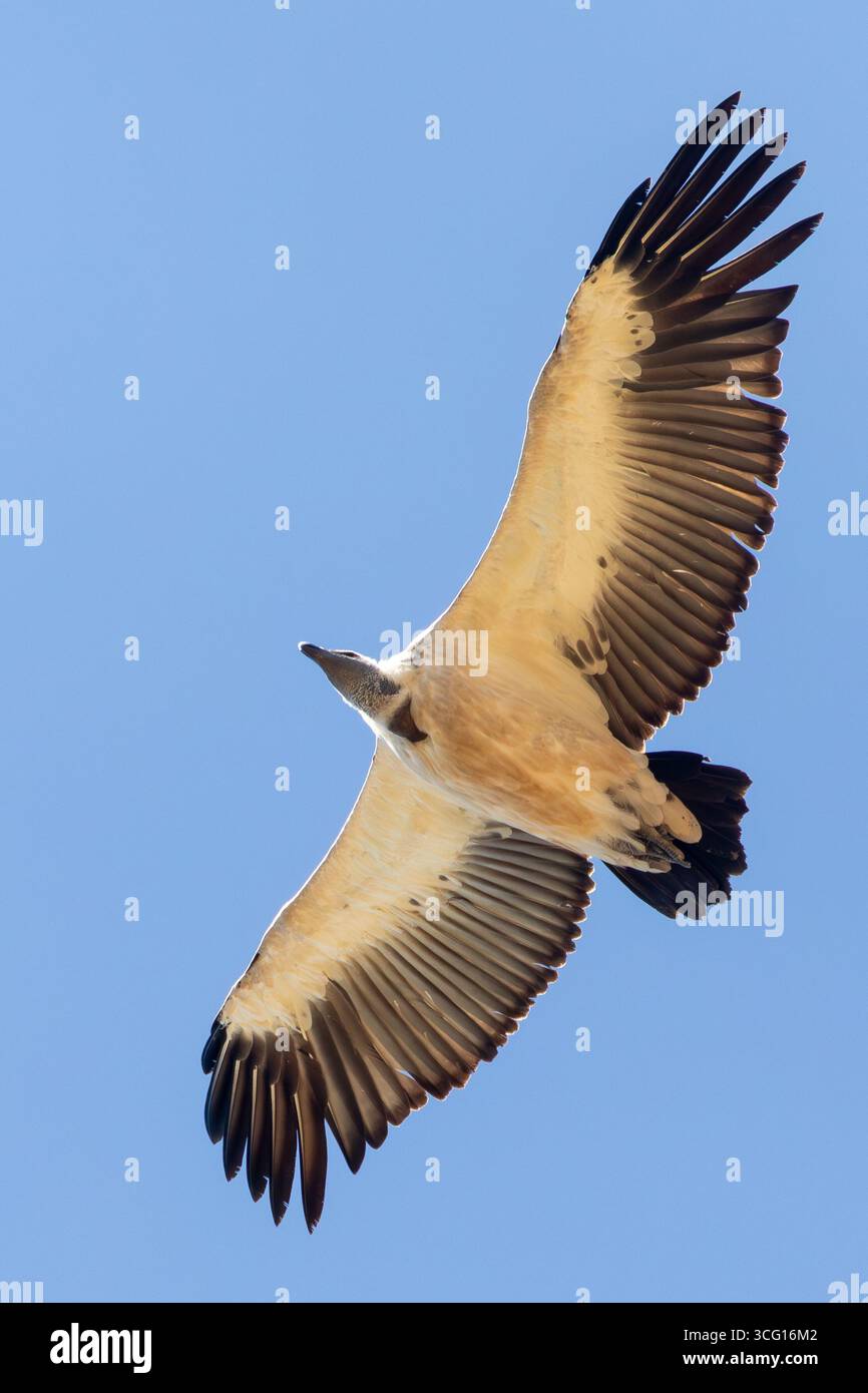Cape Vulture / Cape Griffon Vulture (Gyps coprotheres) si innalza sopra i terreni agricoli vicino alla Colonia di allevamento di Potberg, Capo Occidentale, Sud Africa. In pericolo Foto Stock