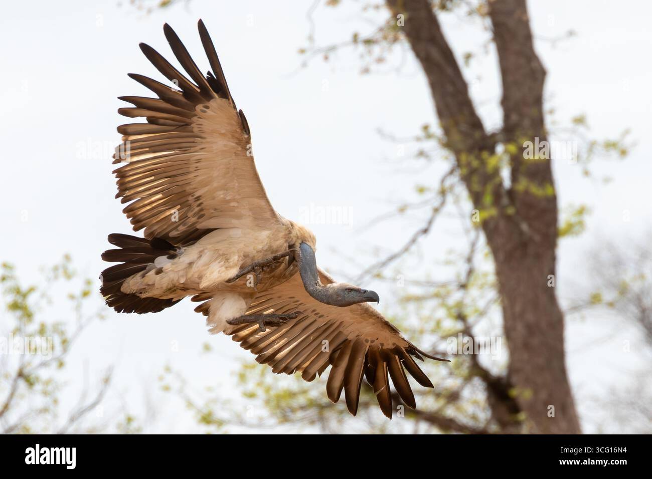 Cape Vulture o Cape Griffon Vulture (Gyps Cowprotheres) in volo attraverso il bosco di mopani, il Kruger National Park, Sudafrica Foto Stock