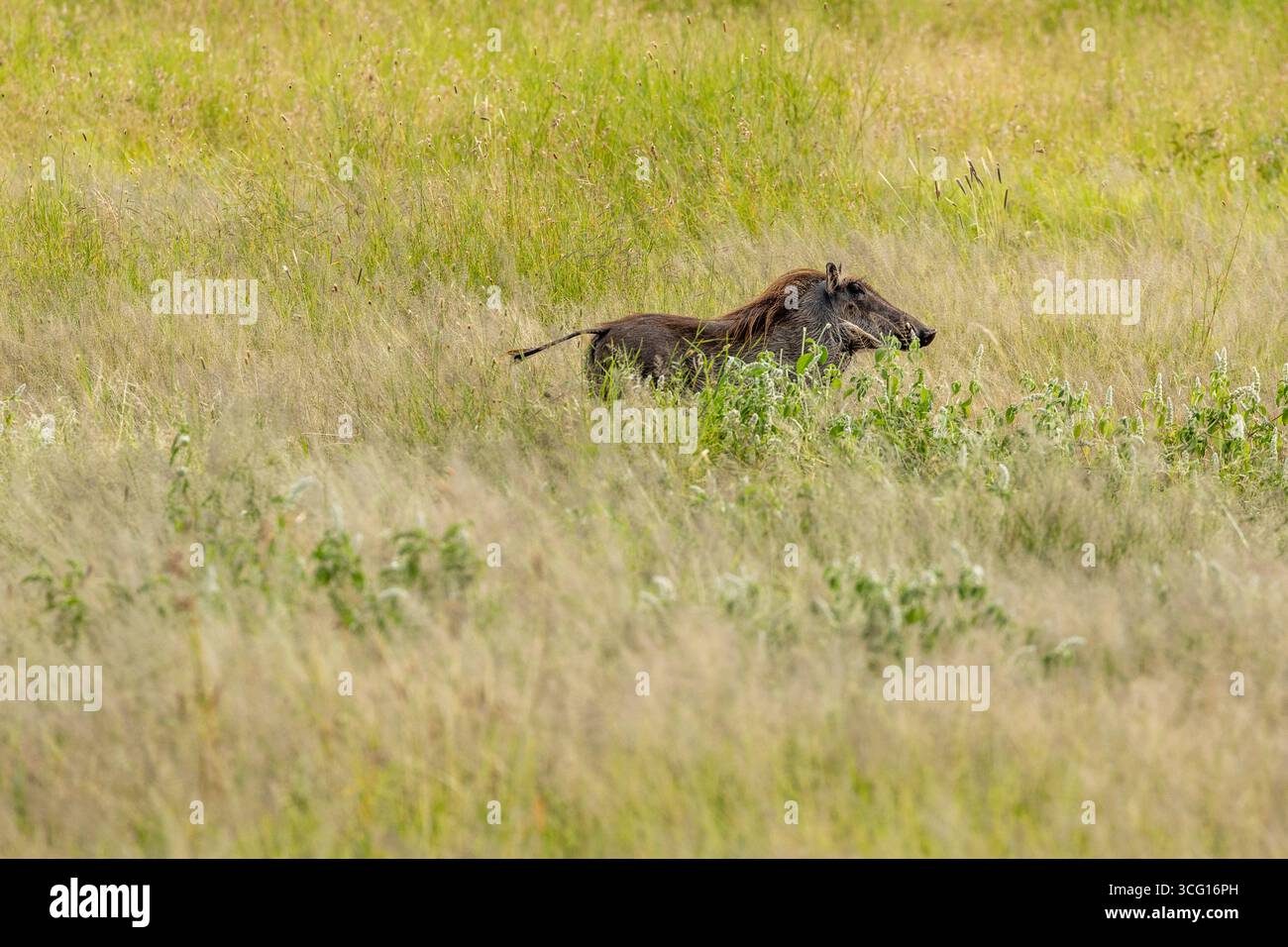 Un fazzoletto di setole scivola attraverso il Serengeti, la coda è alzata come una bandiera mentre le erbe pallide ondulano intorno al suo profilo scuro e zuppato Foto Stock
