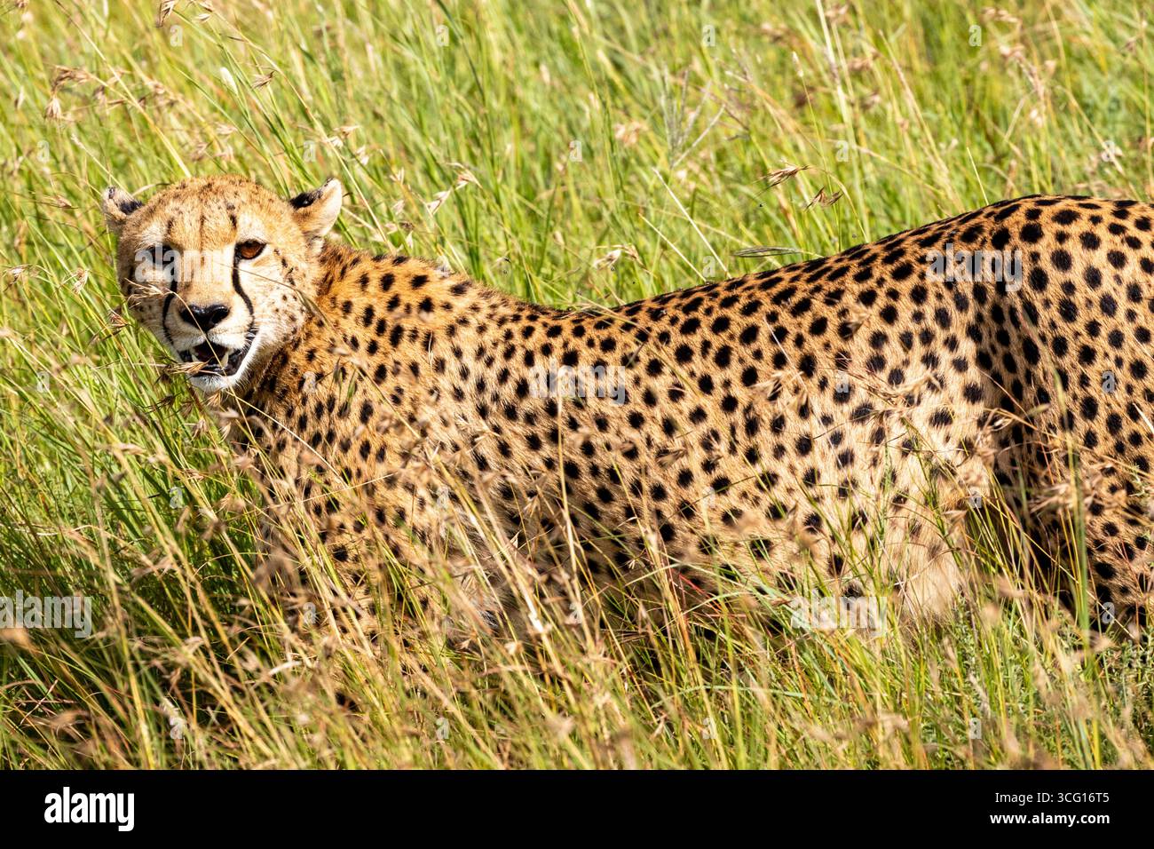 Un ghepardo dell'Africa orientale si trova a metà giro in erba del Serengeti, occhi ambrati e baffi sottili che catturano una luce calda contro le lame ondeggianti Foto Stock