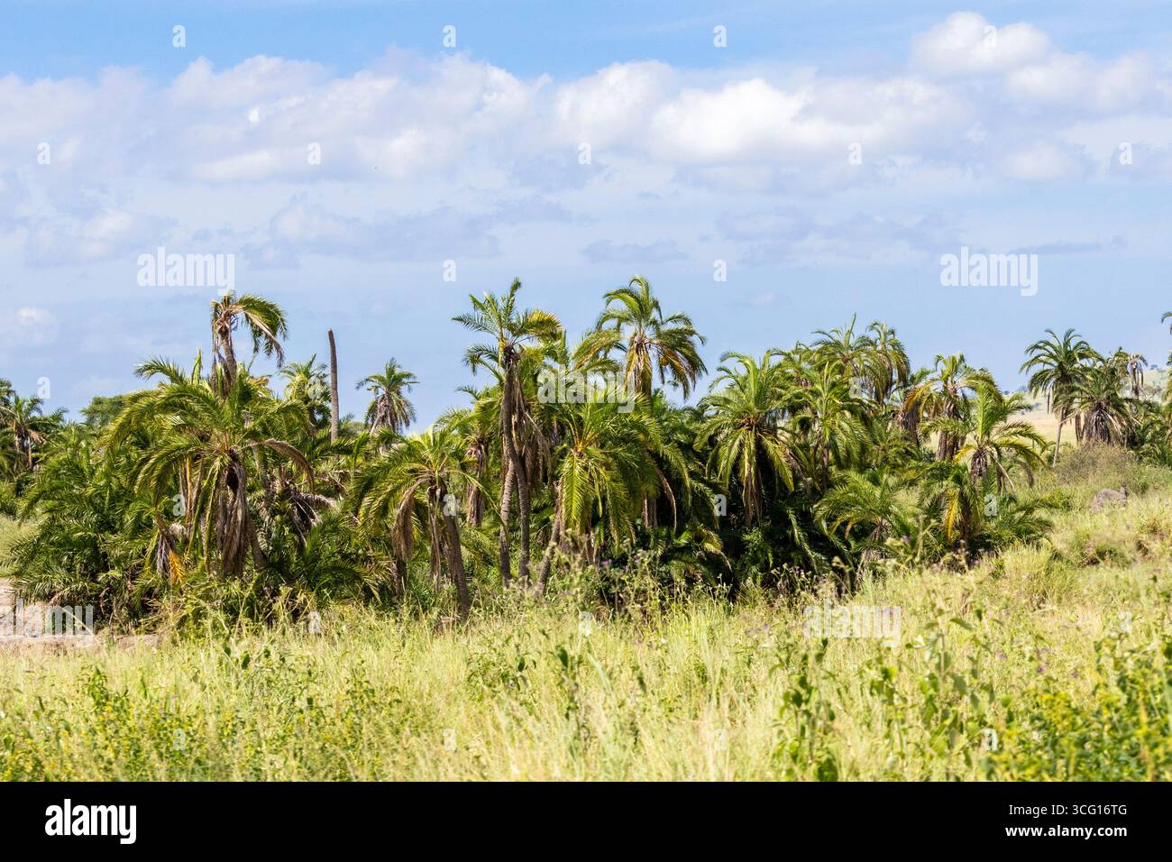 Un supporto compatto di palme doum incorona una palude umida Serengeti swale, fronde ad arco e tronchi a grappolo che rompono il blu morbido di un cielo calmo a mezzogiorno. Foto Stock