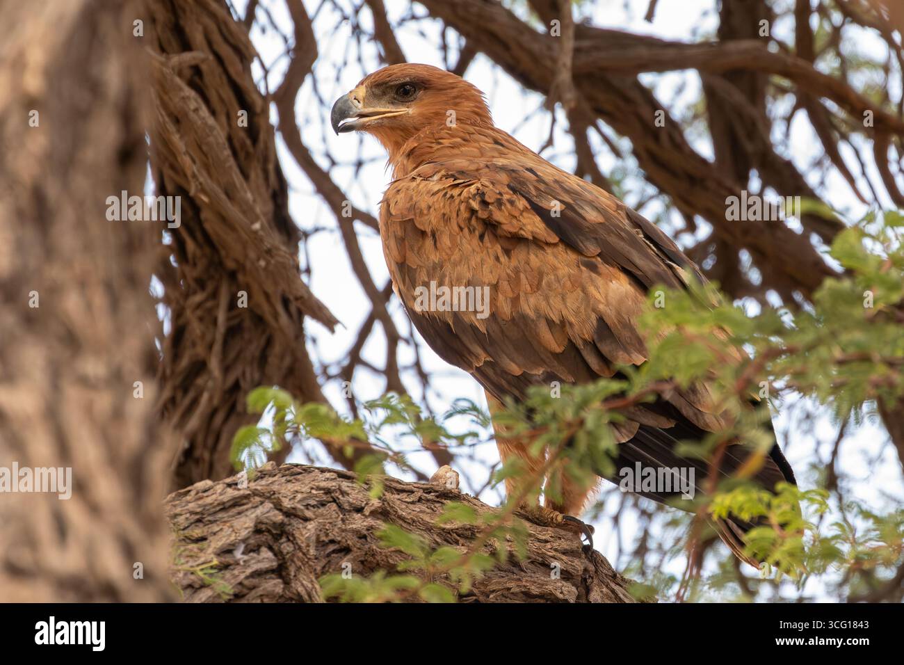 Tawny Eagle (Aquila rapax) nel parco transfrontaliero Kgalagadi, albero di corno di cammello, Kalahari, Sud Africa. Elencato globalmente vulnerabile, popolazione in declino Foto Stock