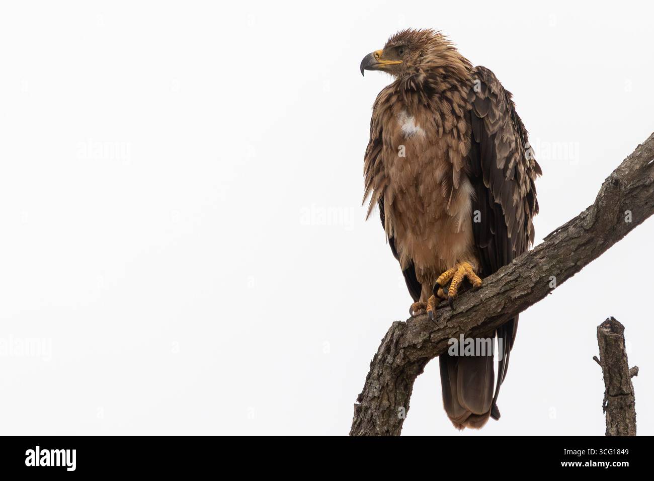 Aquila Tawny (Aquila rapax) cacciata contro il freddo, Kgalagadi Transborder Park, Kalahari, Sud Africa. Elencato come vulnerabile a livello globale Foto Stock