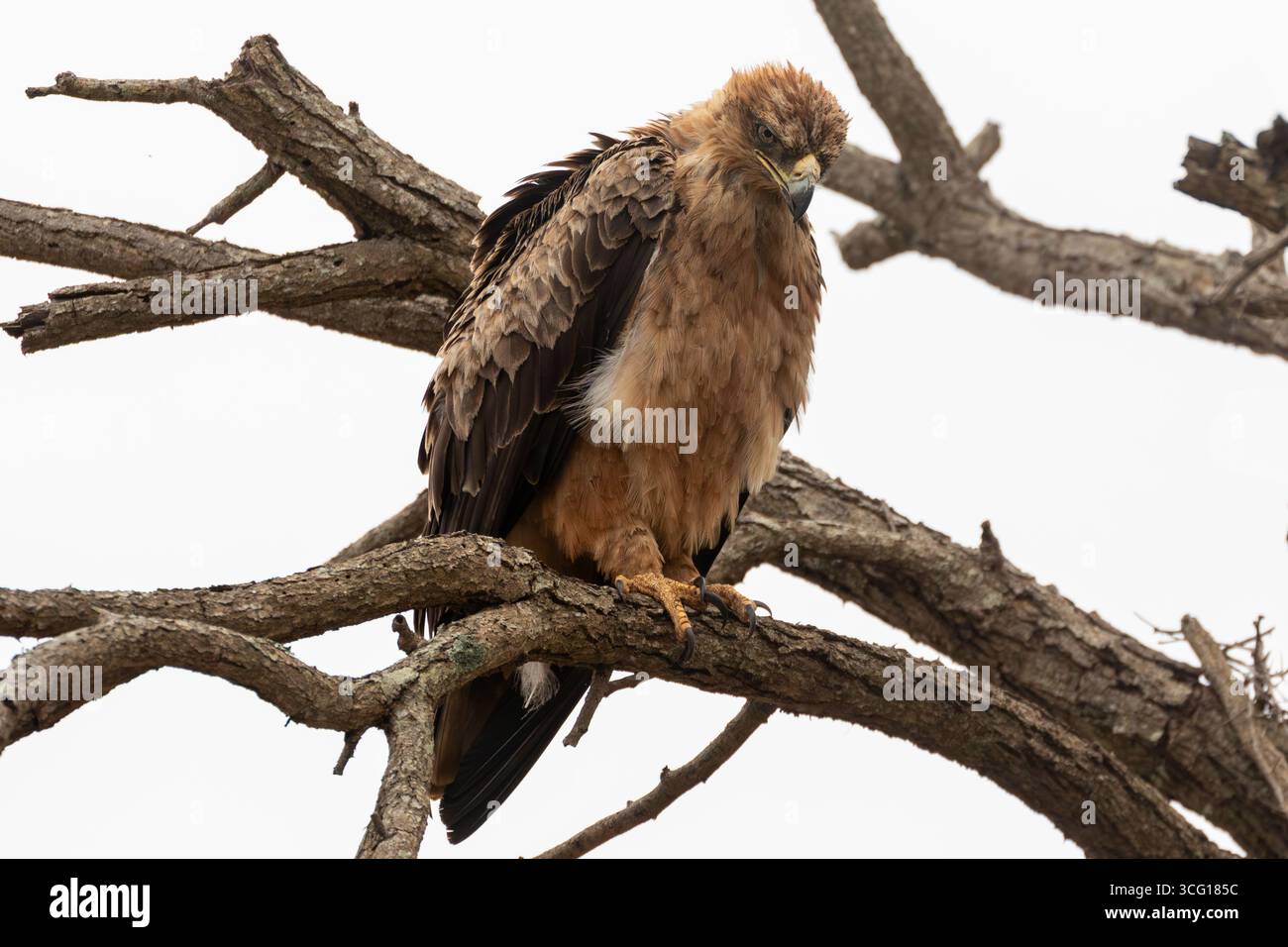L'Aquila Tawny (Aquila rapax) si è riversata nelle giornate fredde, il Kgalagadi Transborder Park, Kalahari, Sud Africa. Elencato come vulnerabile a livello globale Foto Stock