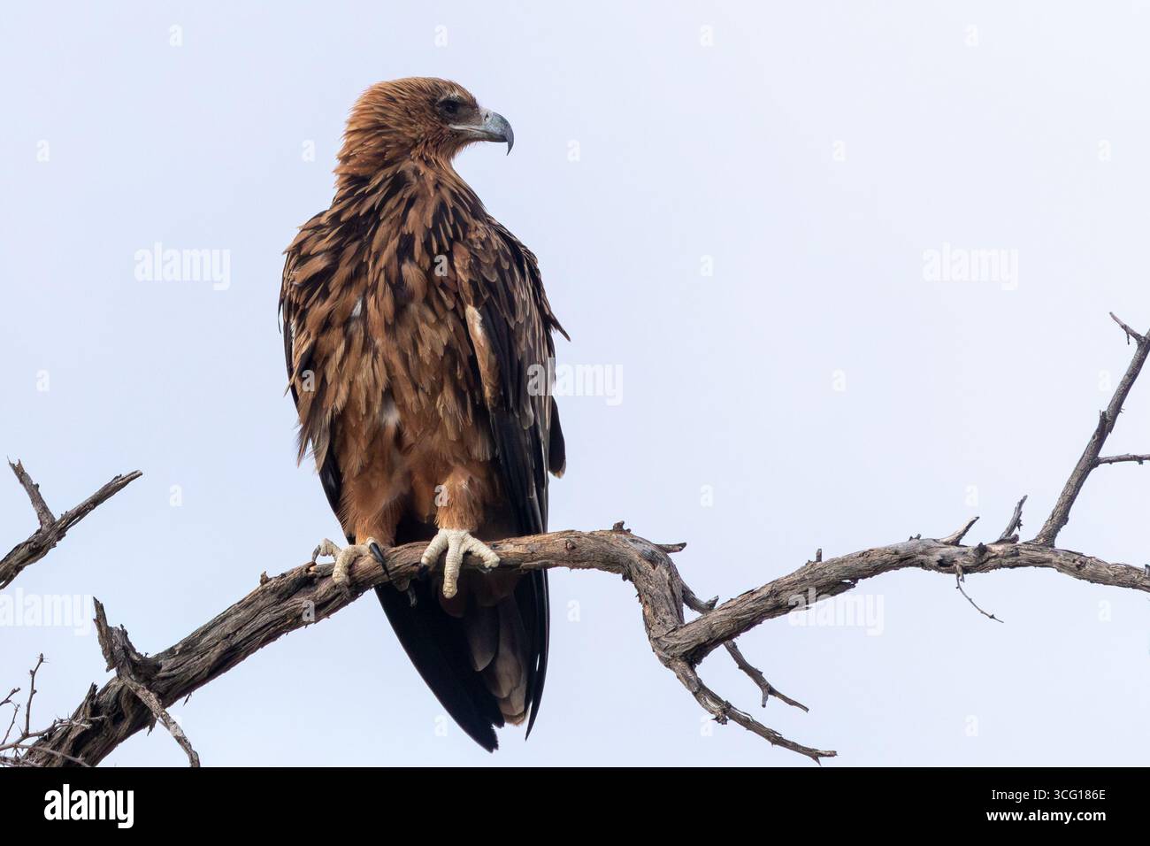 Tawny Eagle (Aquila rapax) Kgalagadi Transborder Park, Kalahari, Sudafrica. Elencato come vulnerabile a livello globale Foto Stock