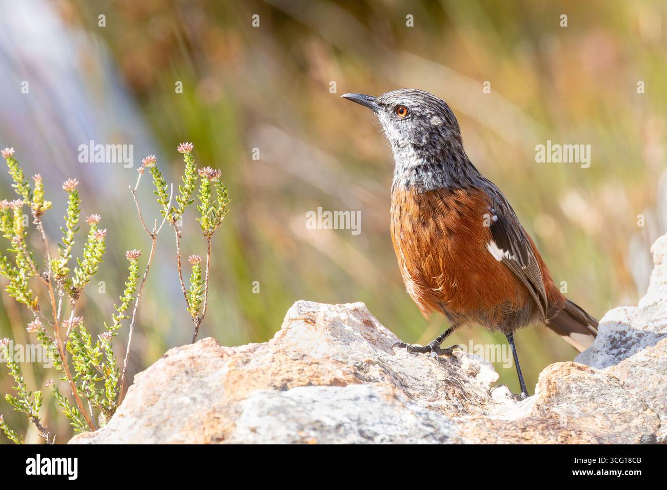Vicino minacciato Cape Rockjumper (Chaetops frenatus) femmina in fynbos di montagna, Rooiels, Capo Occidentale Sud Africa. Endemica del Sudafrica Foto Stock