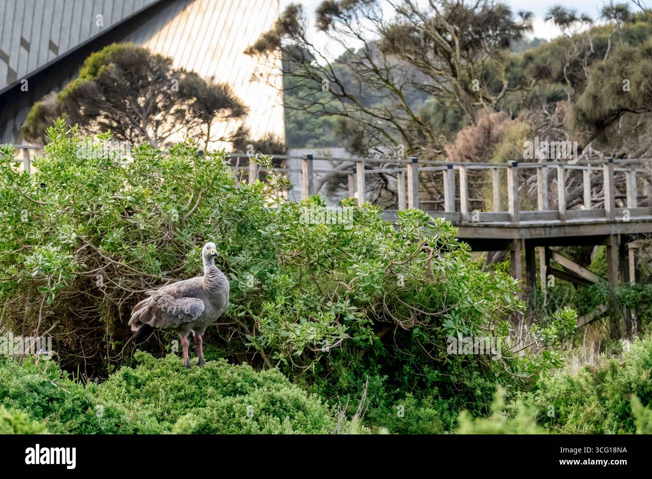 Un'oca di Cape Barren arroccata su una macchia lungo le passerelle di Nobbies al Phillip Island Nature Park in Australia. Foto Stock