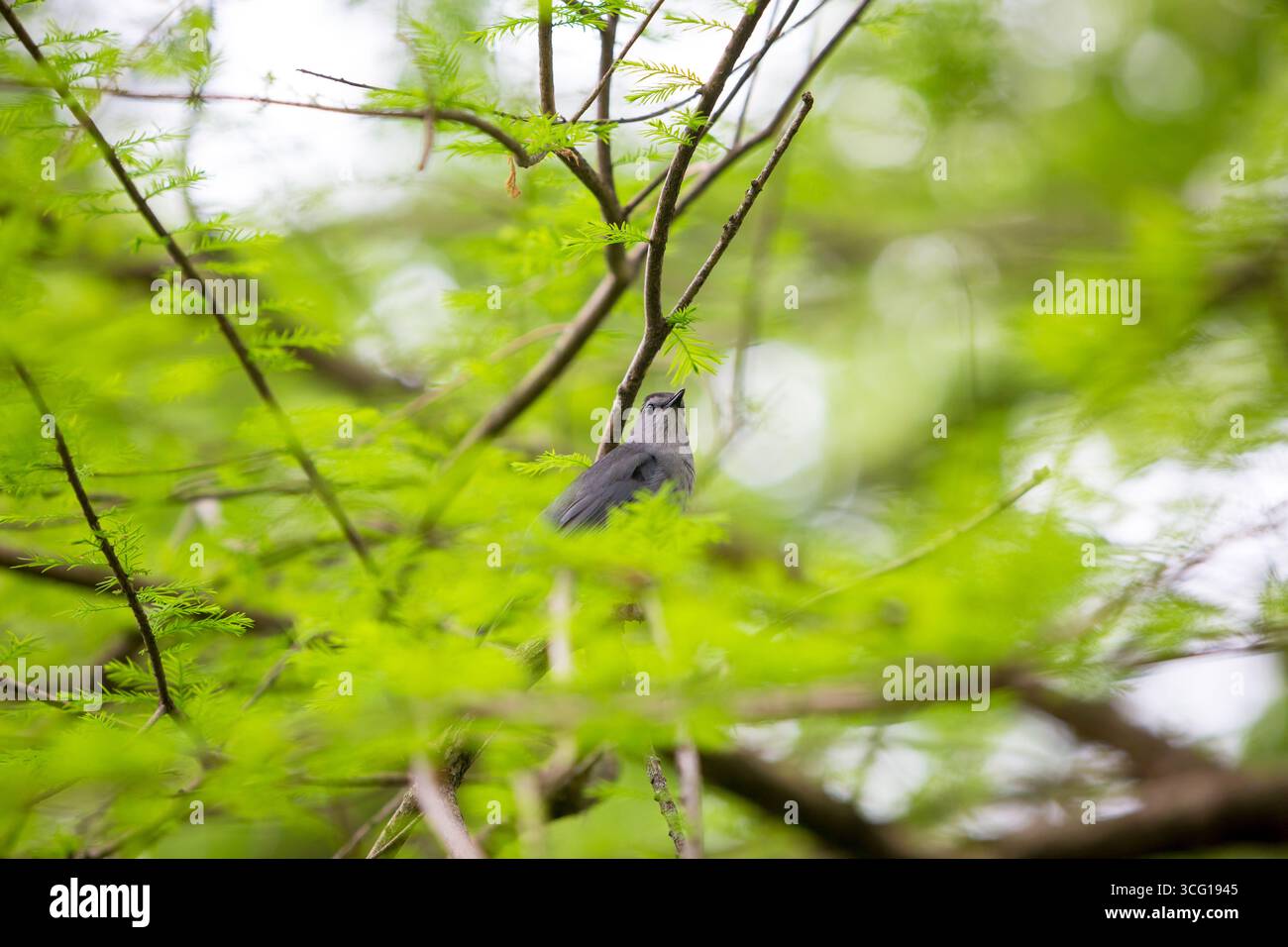 Uccello gatto grigio (Dumetella carolinensis) arroccato in un albero di Baldcypress (Taxodium distichum) Foto Stock