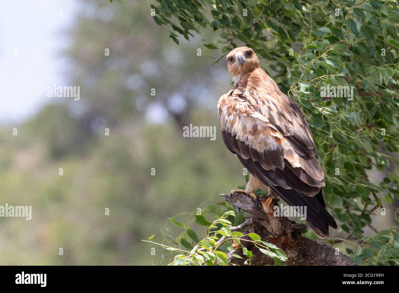 Tawny Eagle (Aquila rapax) arroccato nella foresta fluviale Kruger National Park, Sudafrica Foto Stock